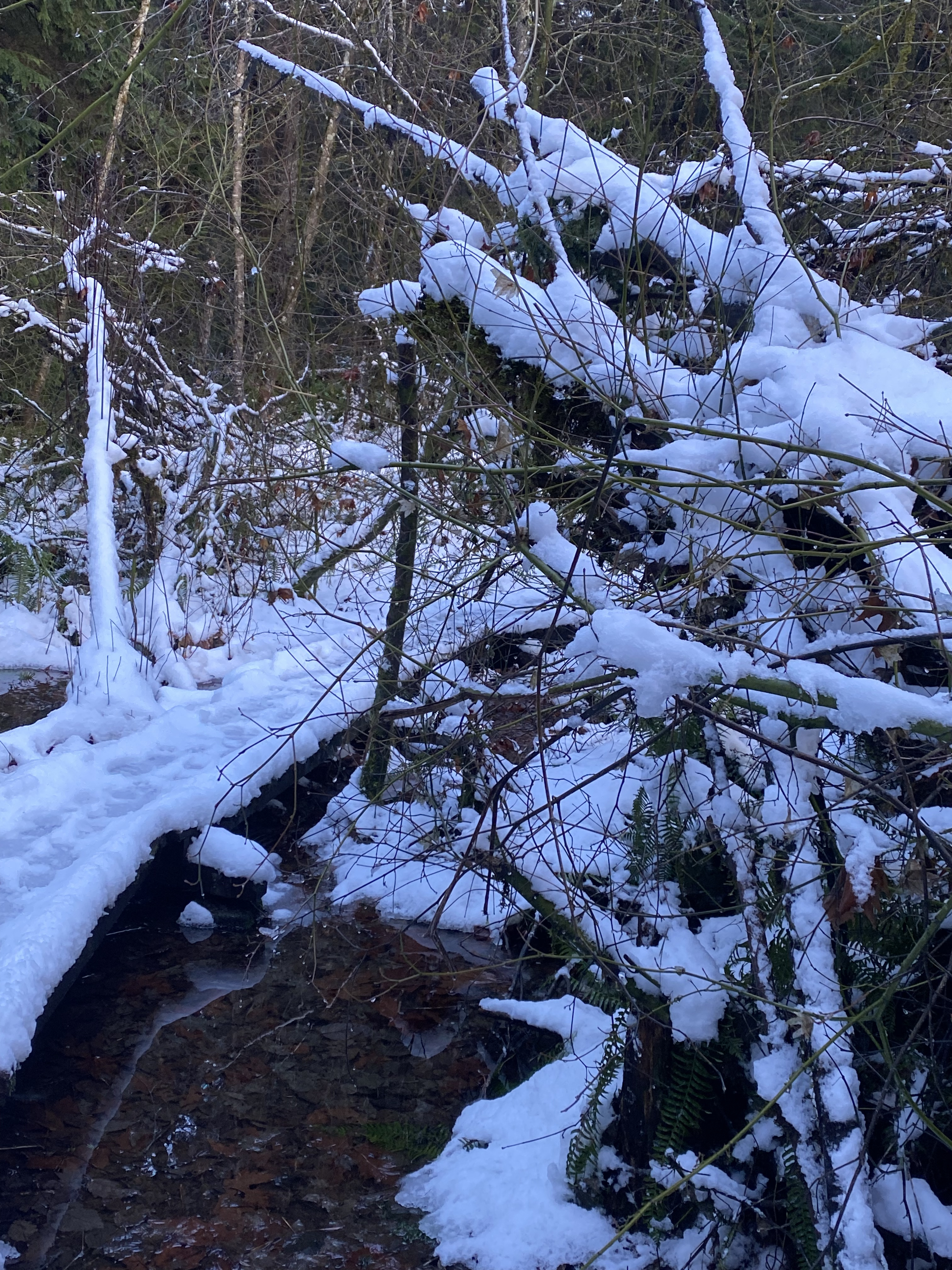 Woodland Plateau and Lloyd Trail Loop