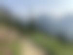 A gravel trail leads away from the camera rimmed with wildflowers as it winds along a mountain. There are snowy peaks in the distance and evergreen trees along the way.