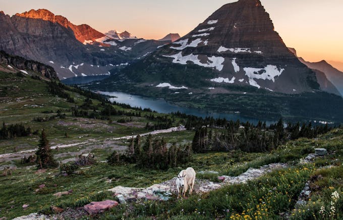 There are mountains in the background with some snow. Green grass and trees fill the front with a mountain goat near the camera. A river runs at the foot of the mountains.