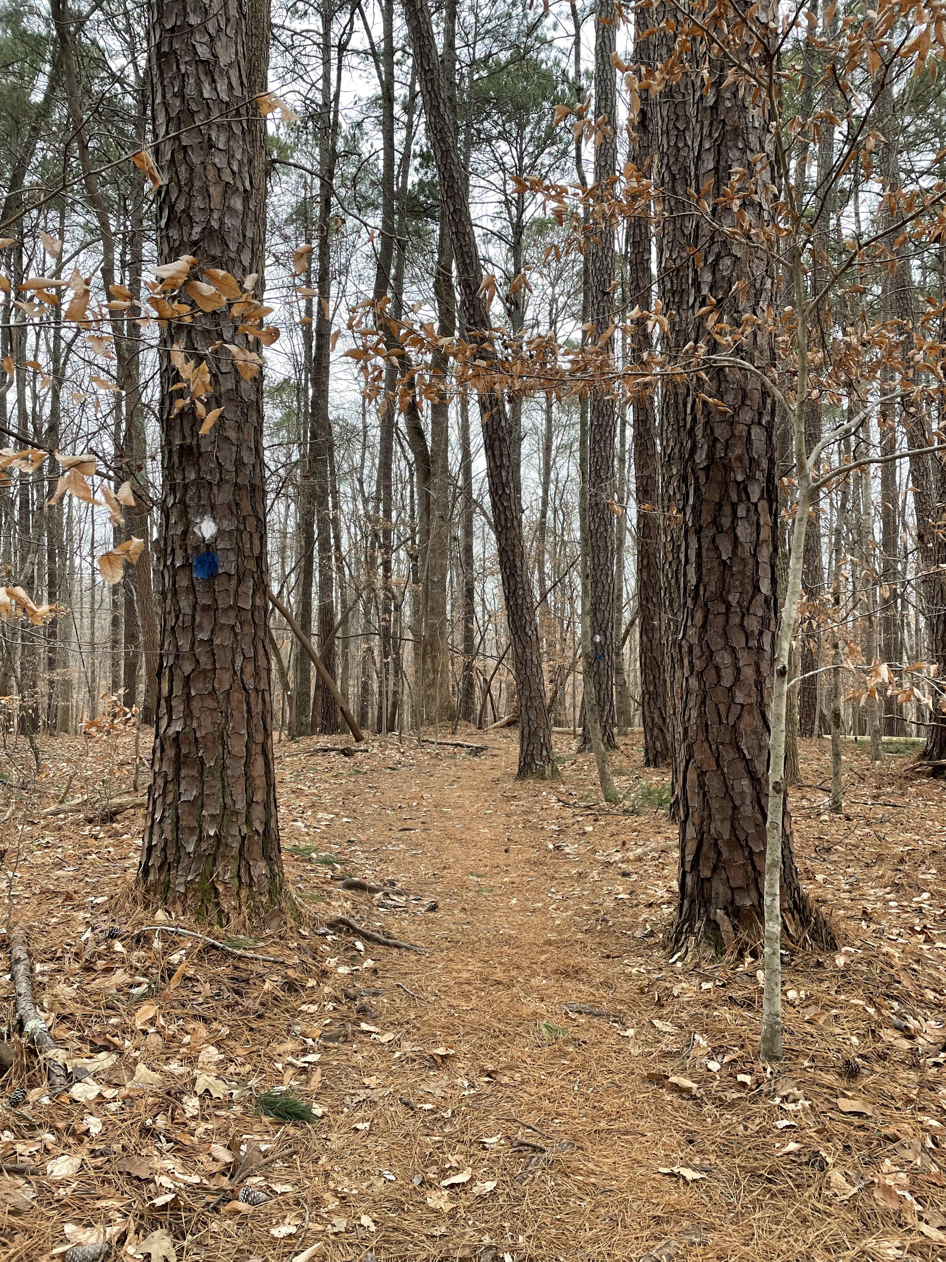 Cabe Lands Trail and Eno Quarry Loop