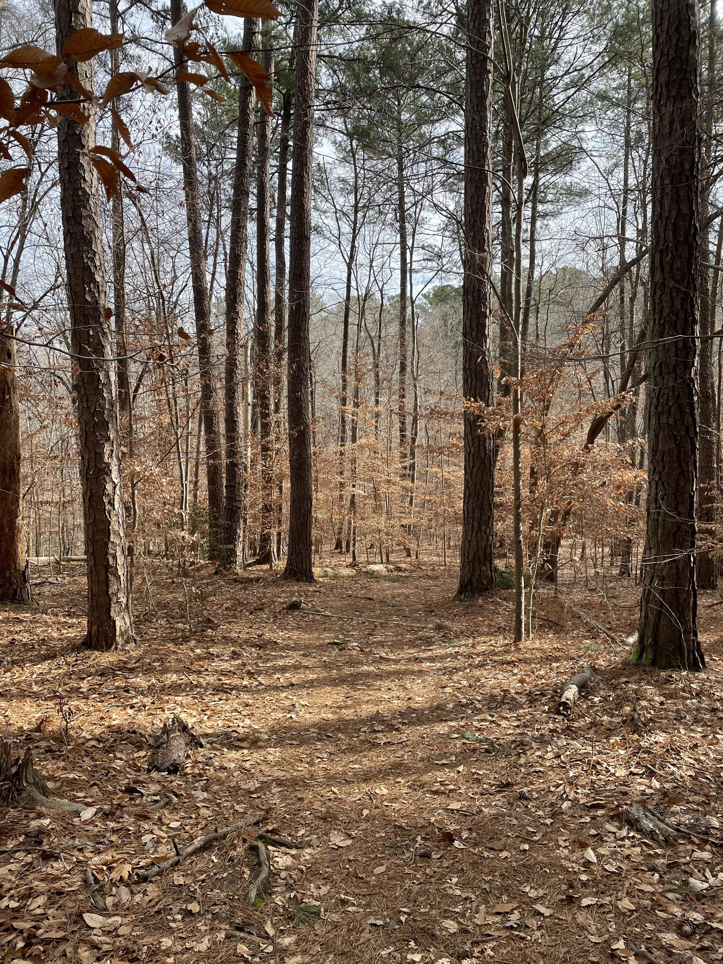 Cabe Lands Trail and Eno Quarry Loop