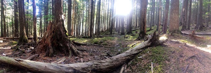A panoramic shot of tall trees with the sun peeking through.