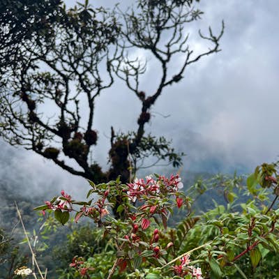 Hiking Cerro Morrogacho in Cocora Valley, Colombia