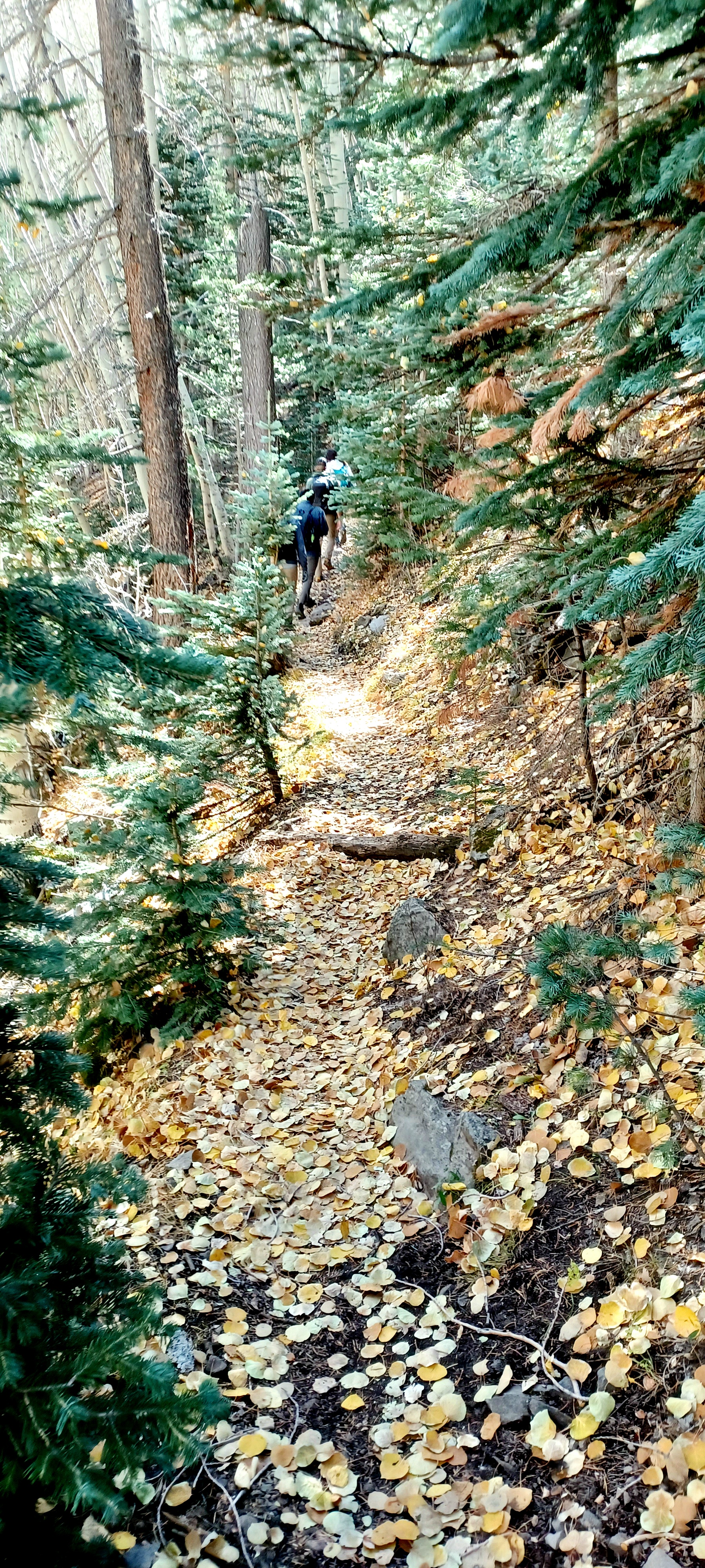 Abineau-Bear Jaw Loop