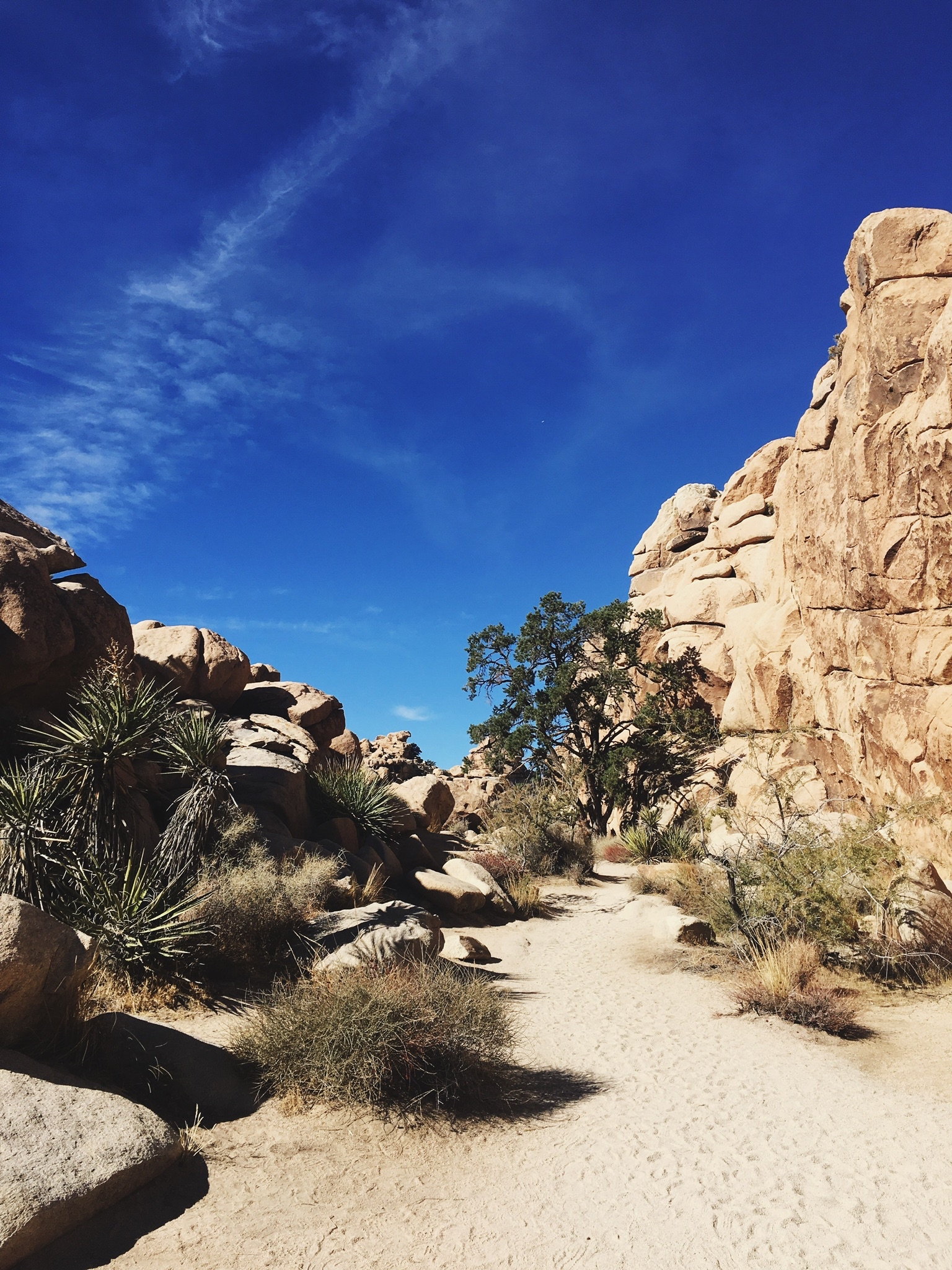 Skull Rock Trail at Joshua Tree National Park
