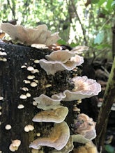 Ault Forest Loop Trail