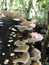 Ault Forest Loop Trail