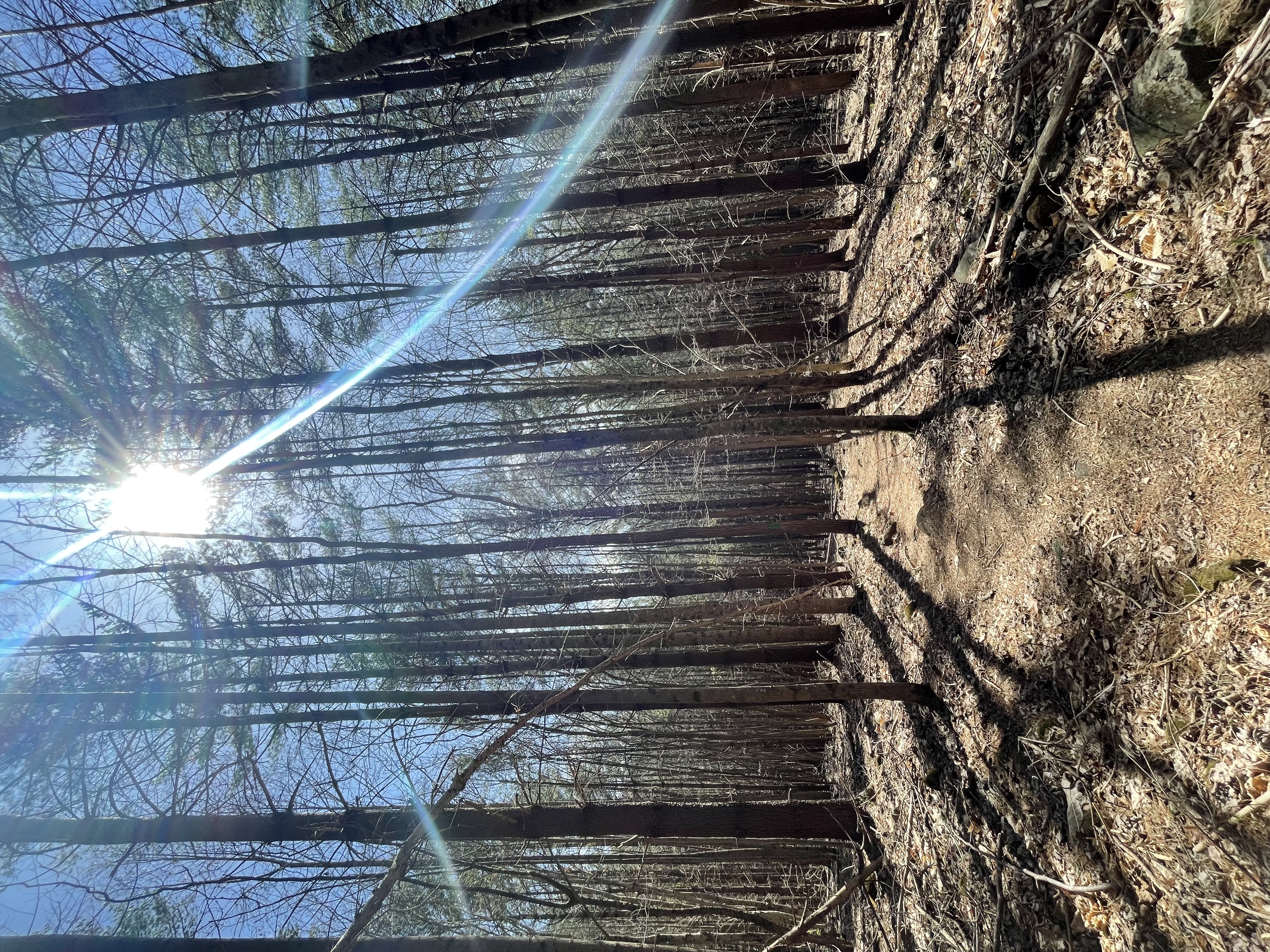 Hike the Miller Trek