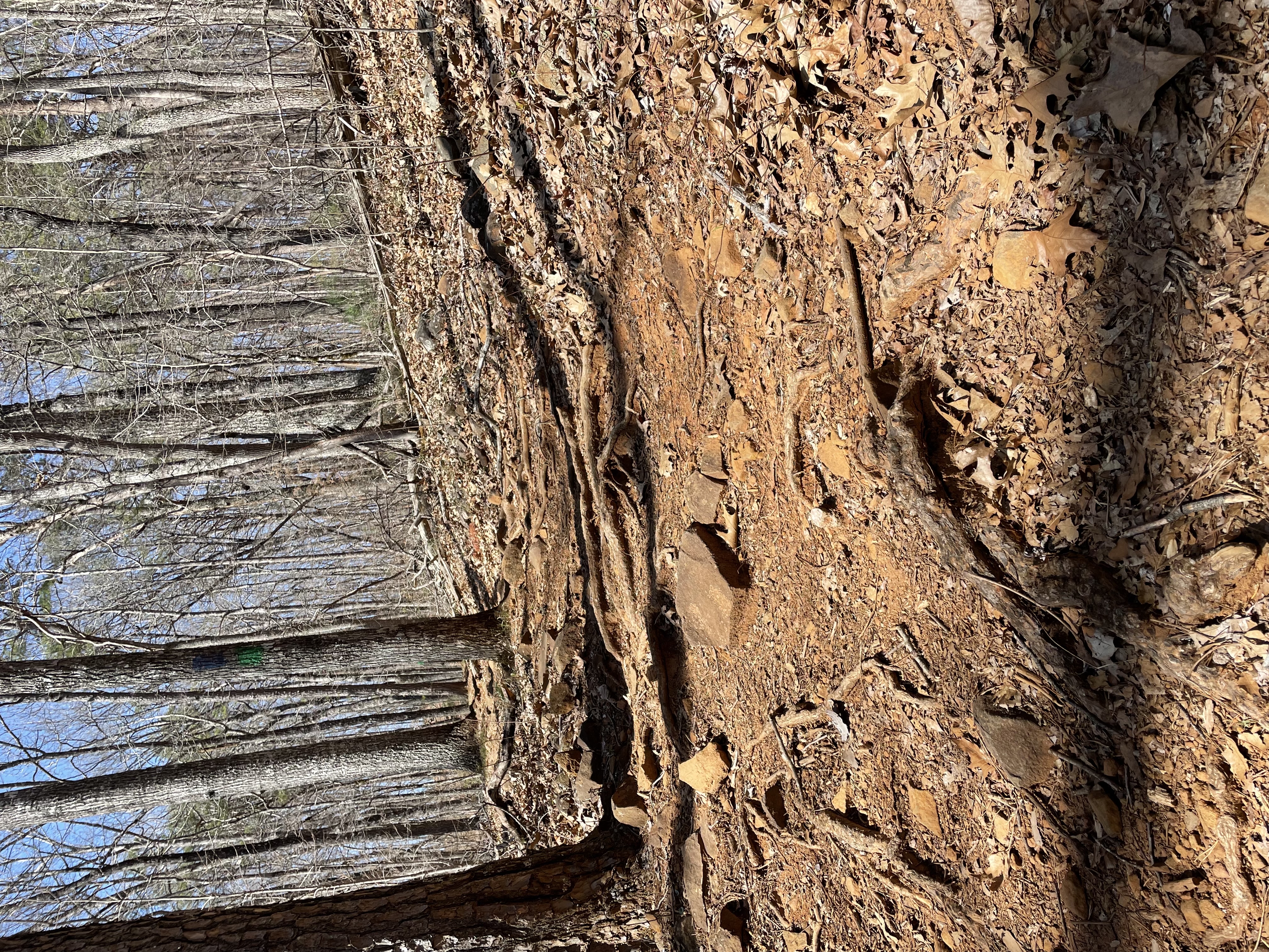 Hike the Miller Trek