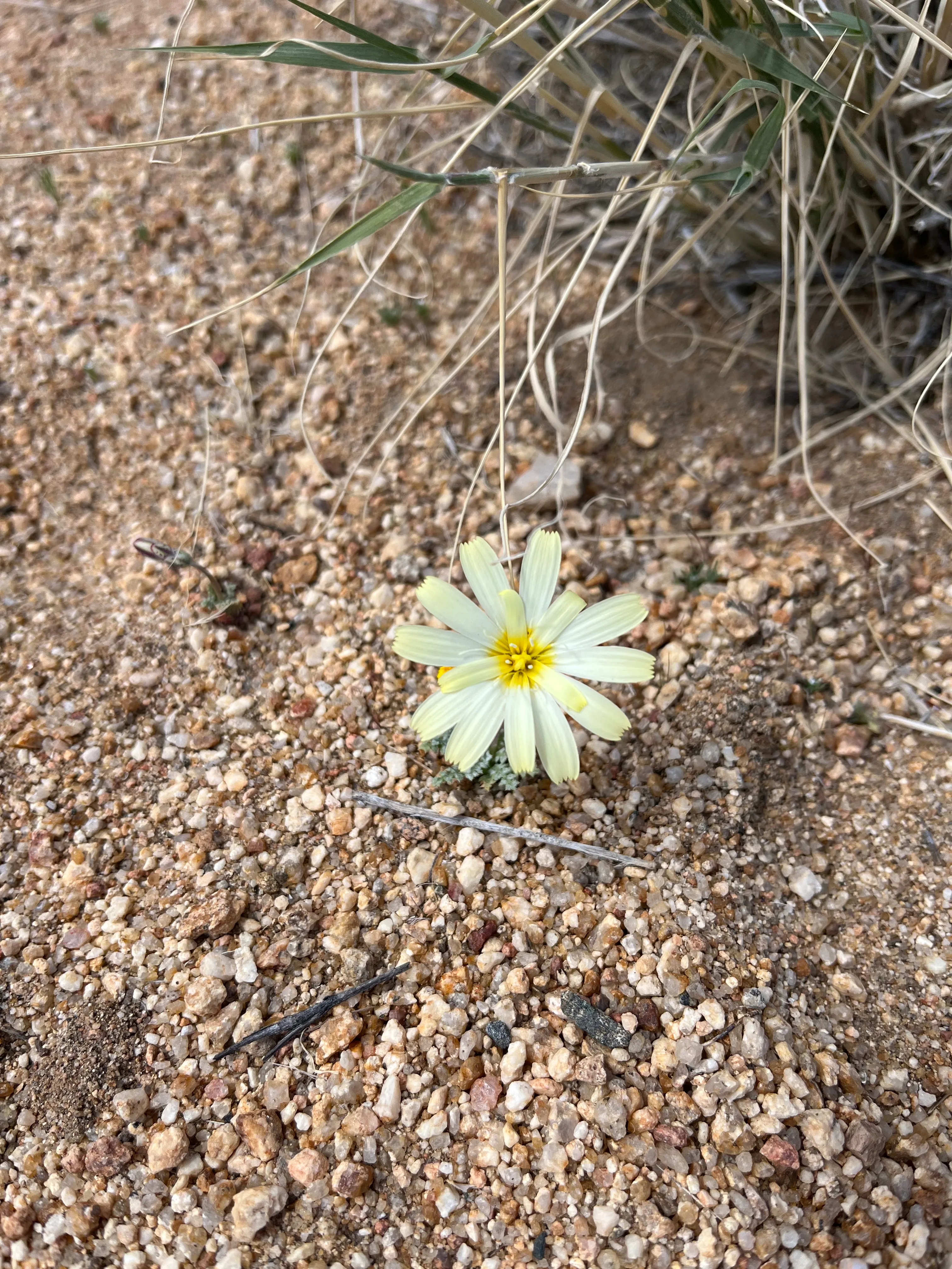 Cap Rock Nature Trail 