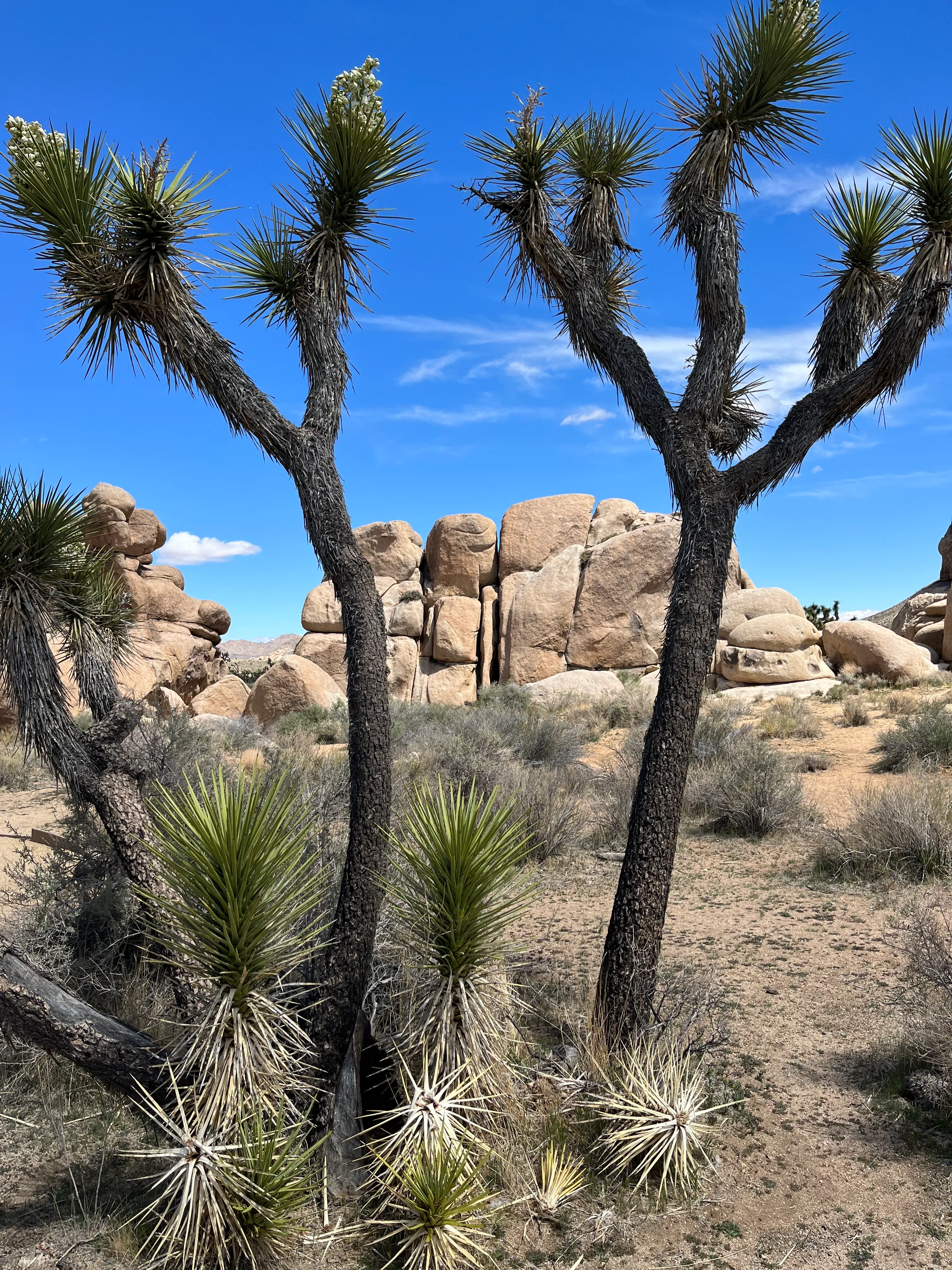 Cap Rock Nature Trail 