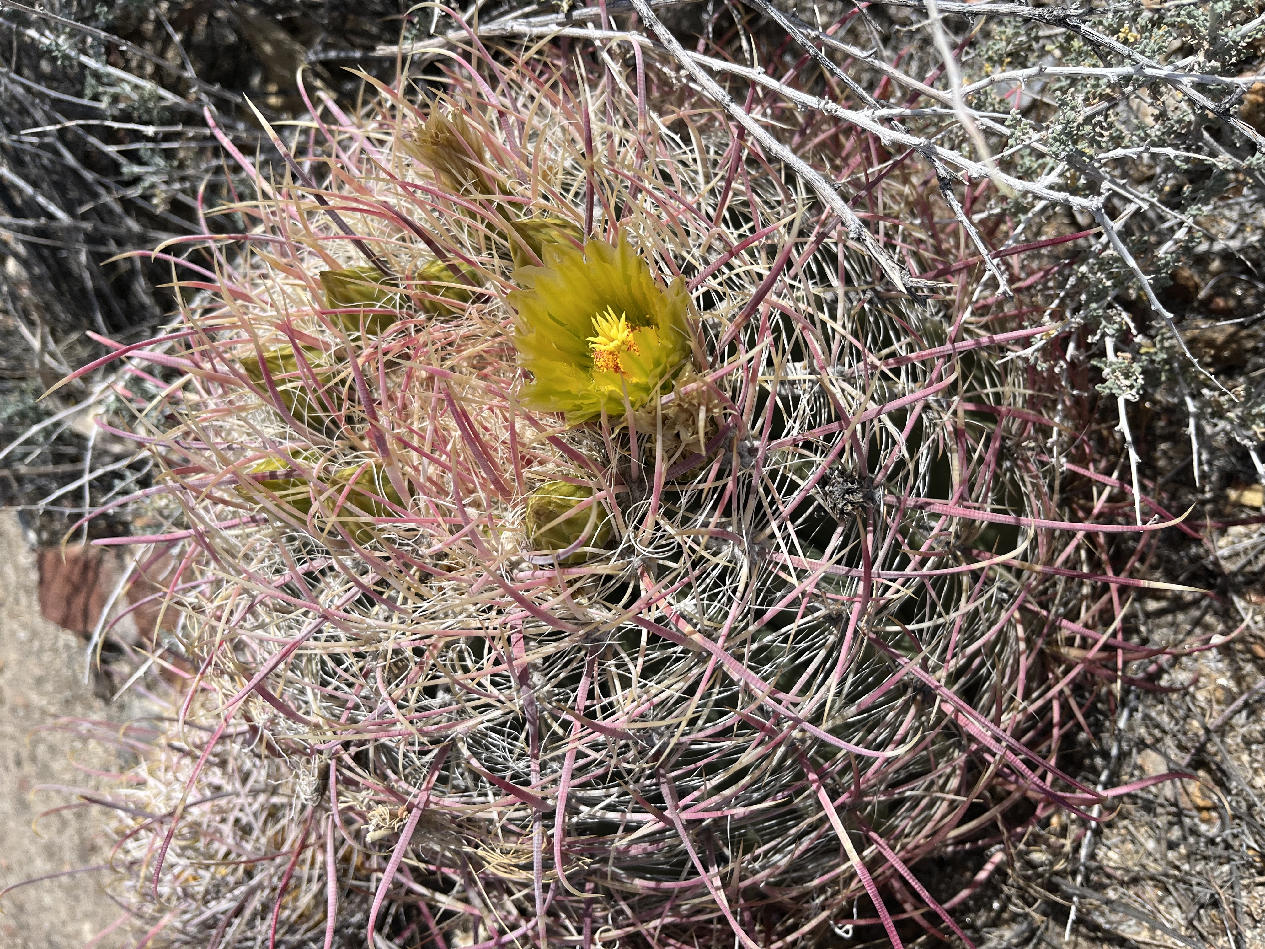 Ghost Mountain Trail to Yaquitepec