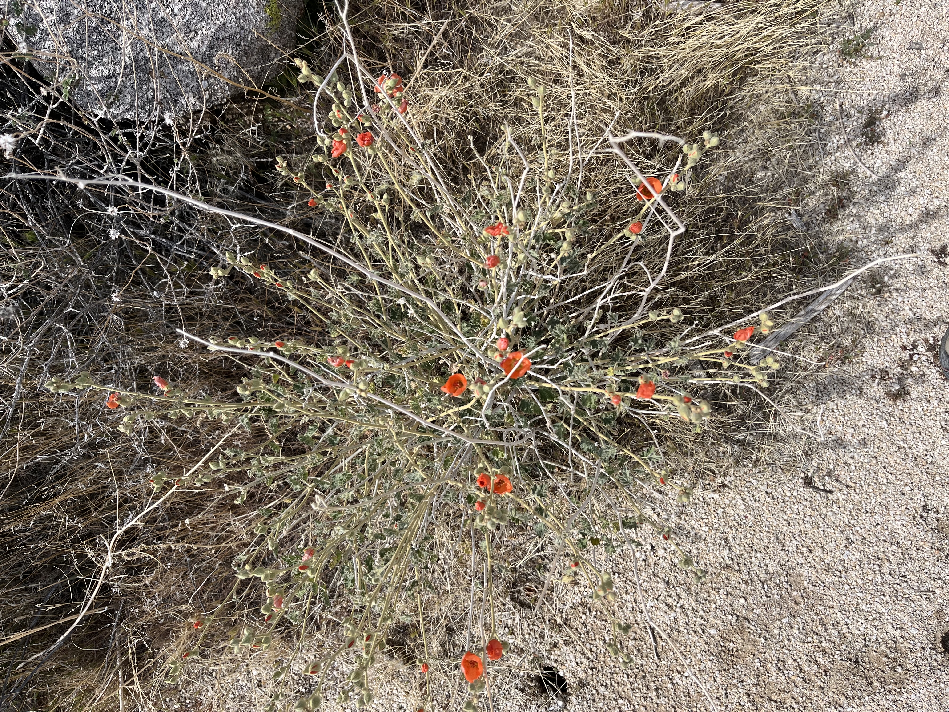 Ghost Mountain Trail to Yaquitepec