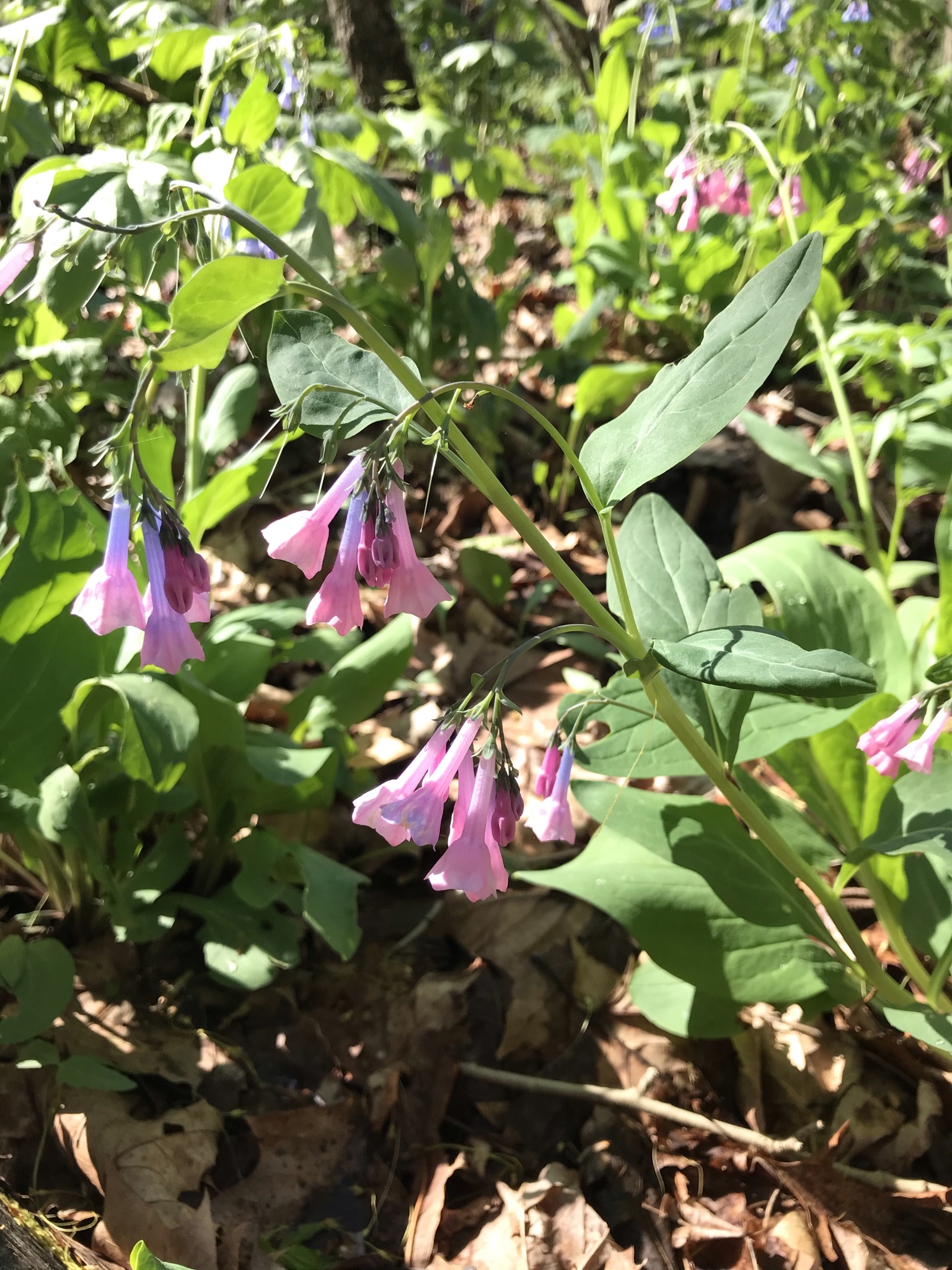 Explore Raccoon Creek's Wildflower Reserve