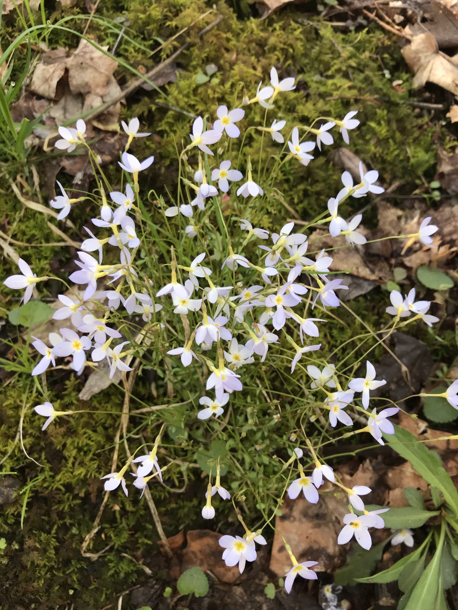 Explore Raccoon Creek's Wildflower Reserve