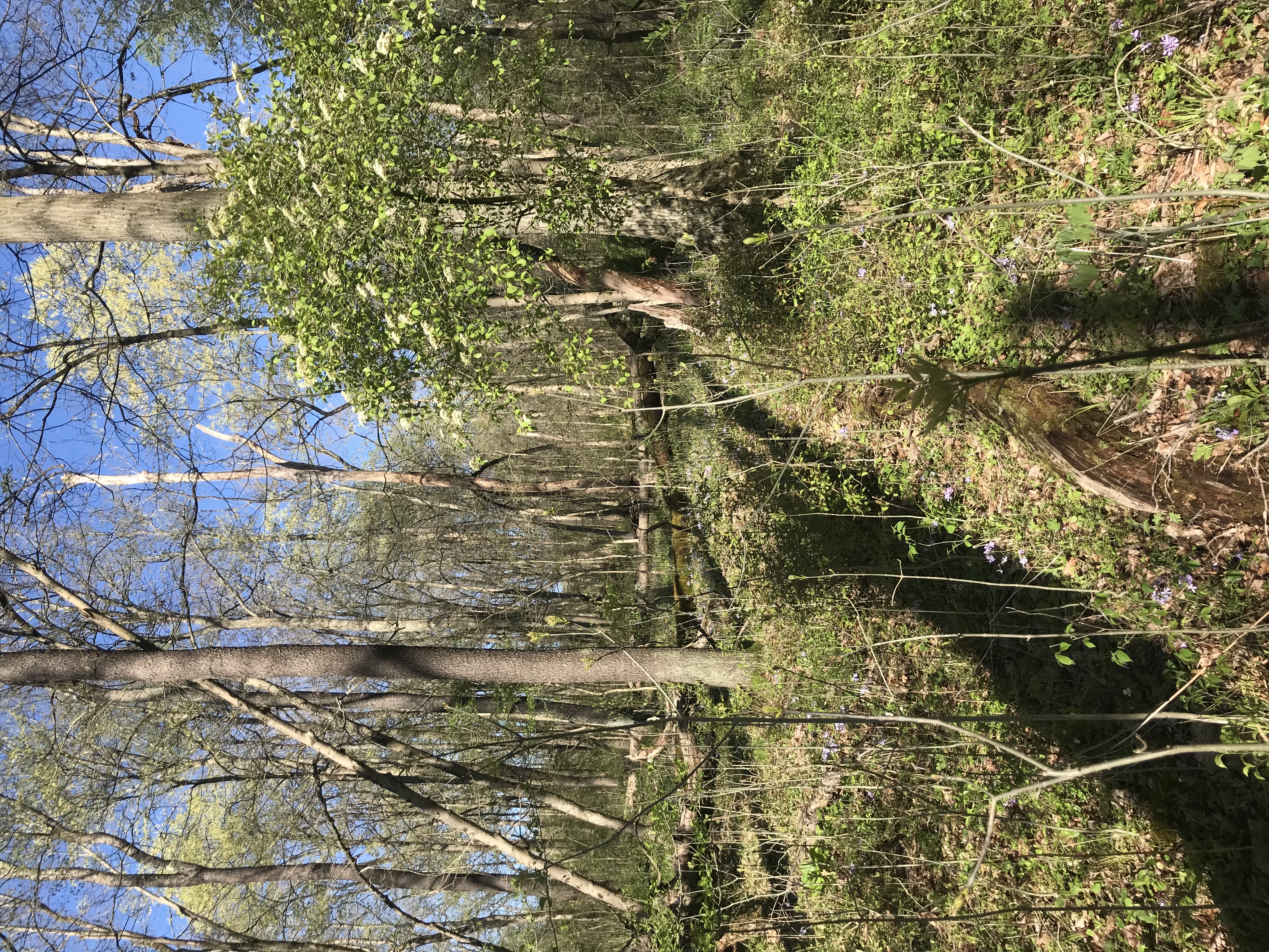 Explore Raccoon Creek's Wildflower Reserve