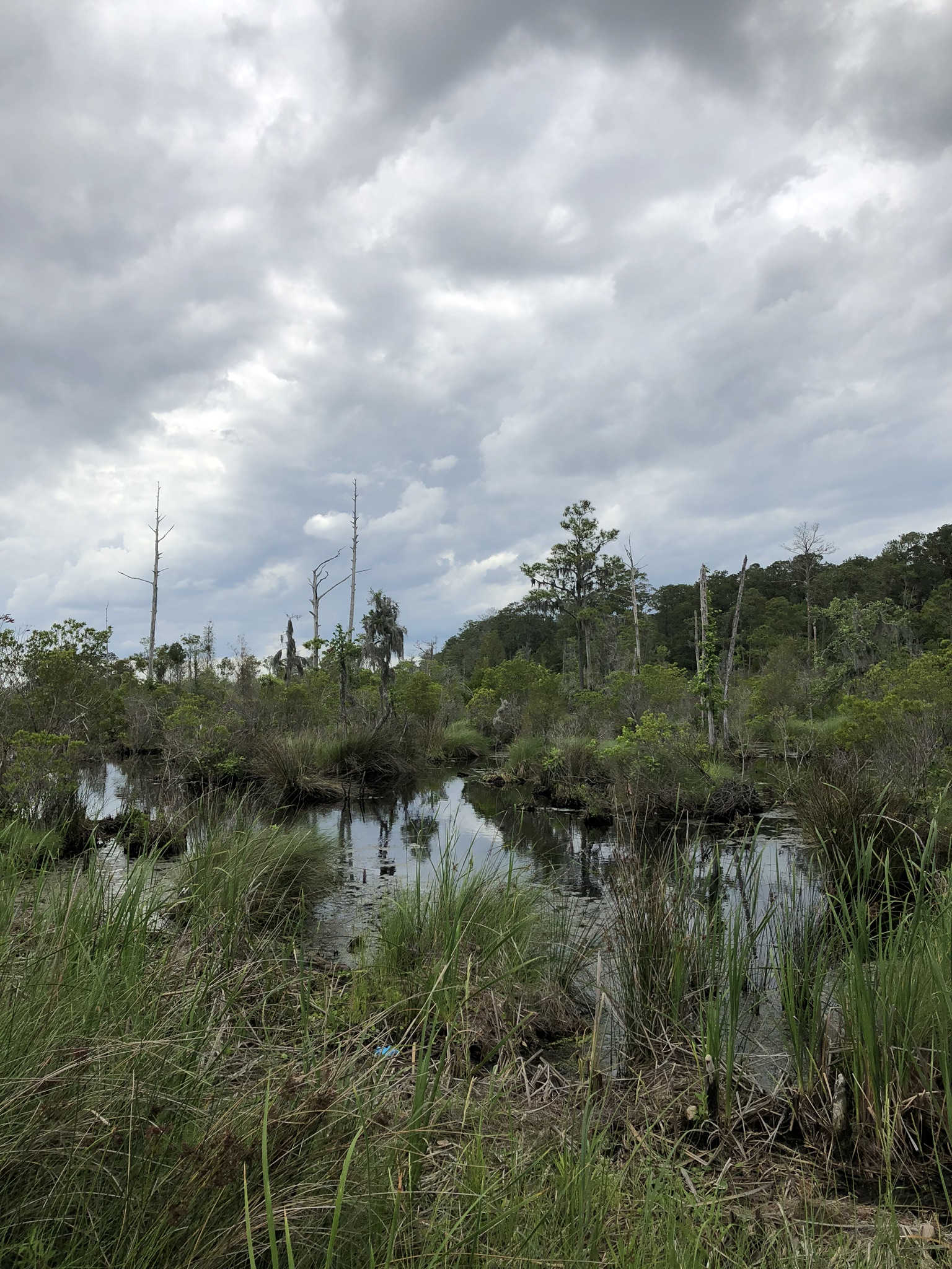 Palmetto Boardwalk
