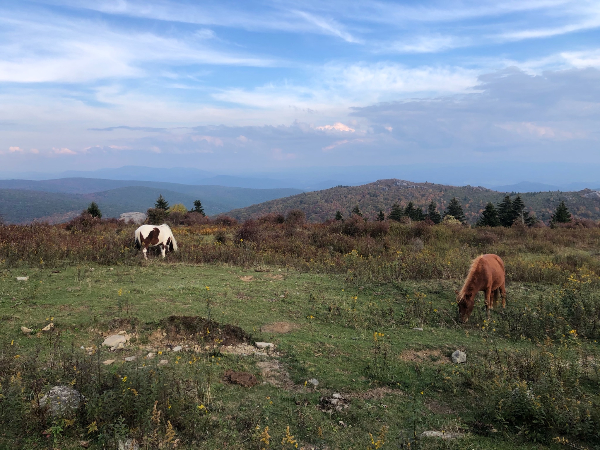 Photograph Wild Horses at Grayson Highlands State Park