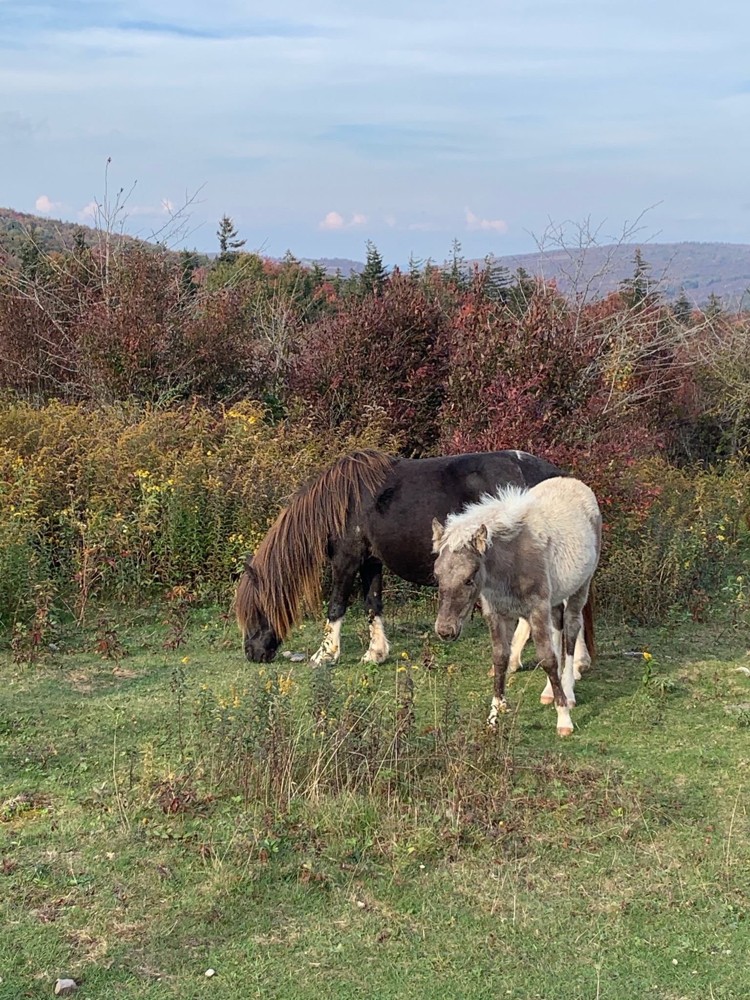 Photograph Wild Horses at Grayson Highlands State Park