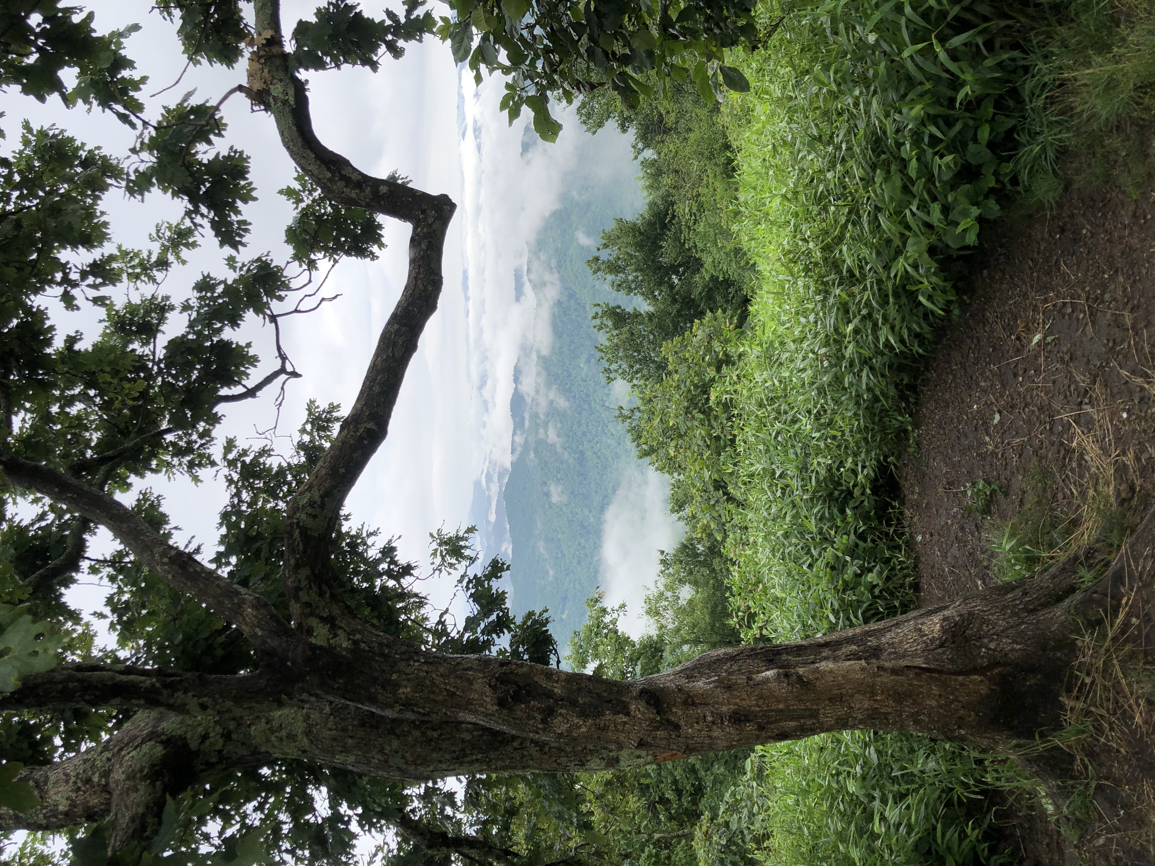Appalachian Trail: Beauty Spot to Unaka Mountain
