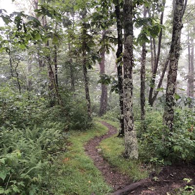 Appalachian Trail: Beauty Spot to Unaka Mountain