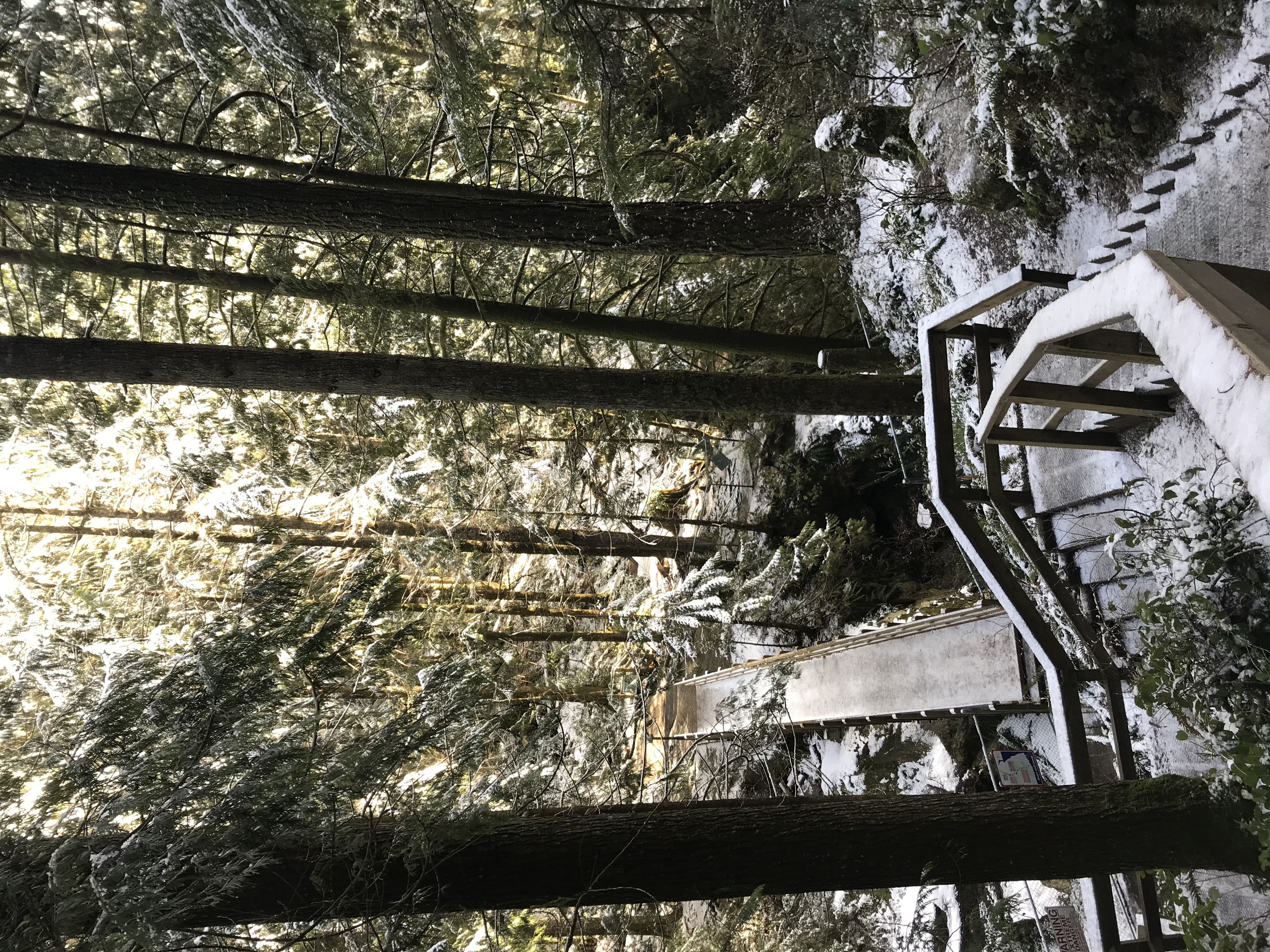 Lynn Canyon Suspension Bridge