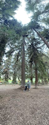 Redwood Grove Loop