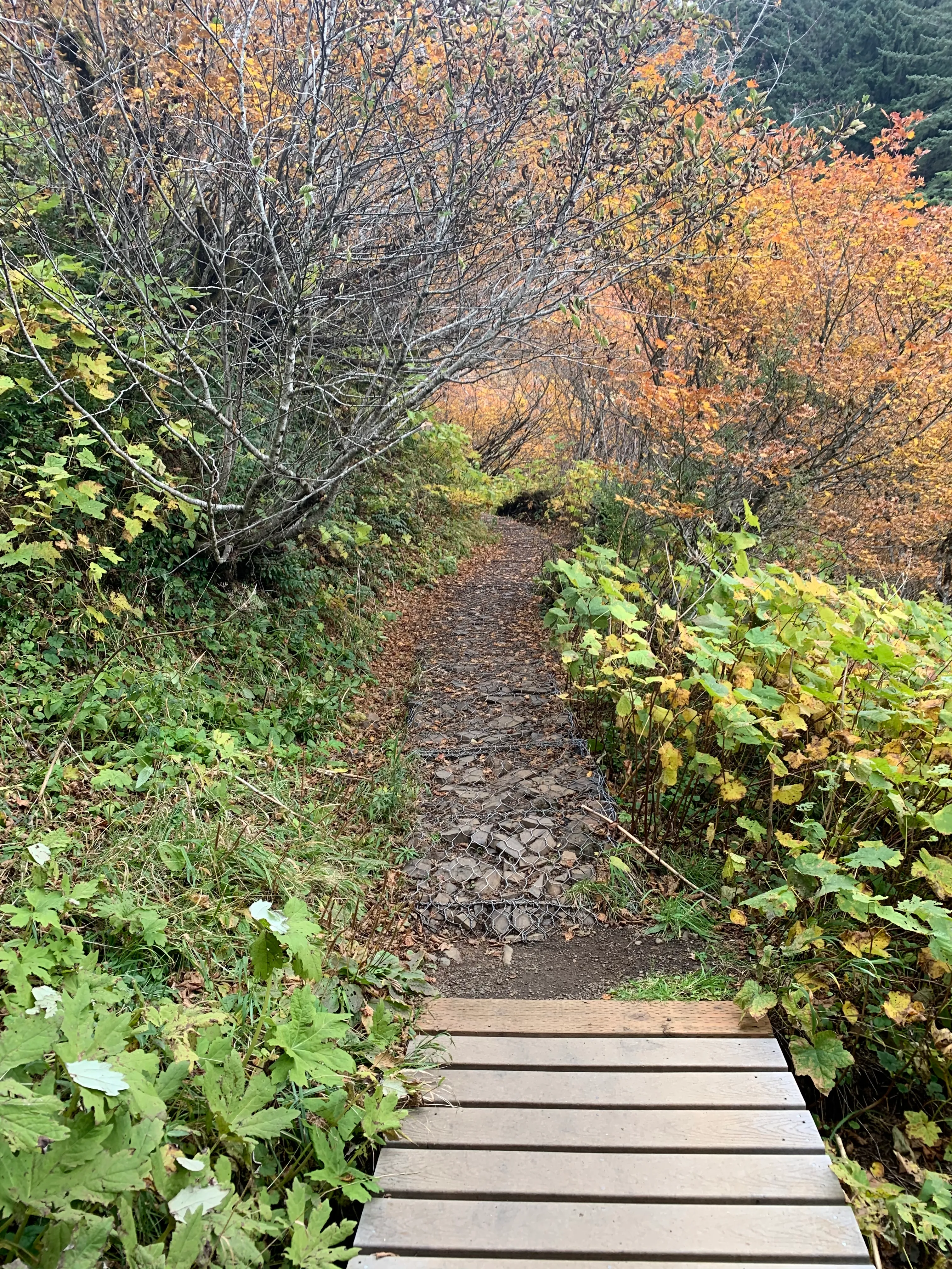 Saddle Mountain Trail