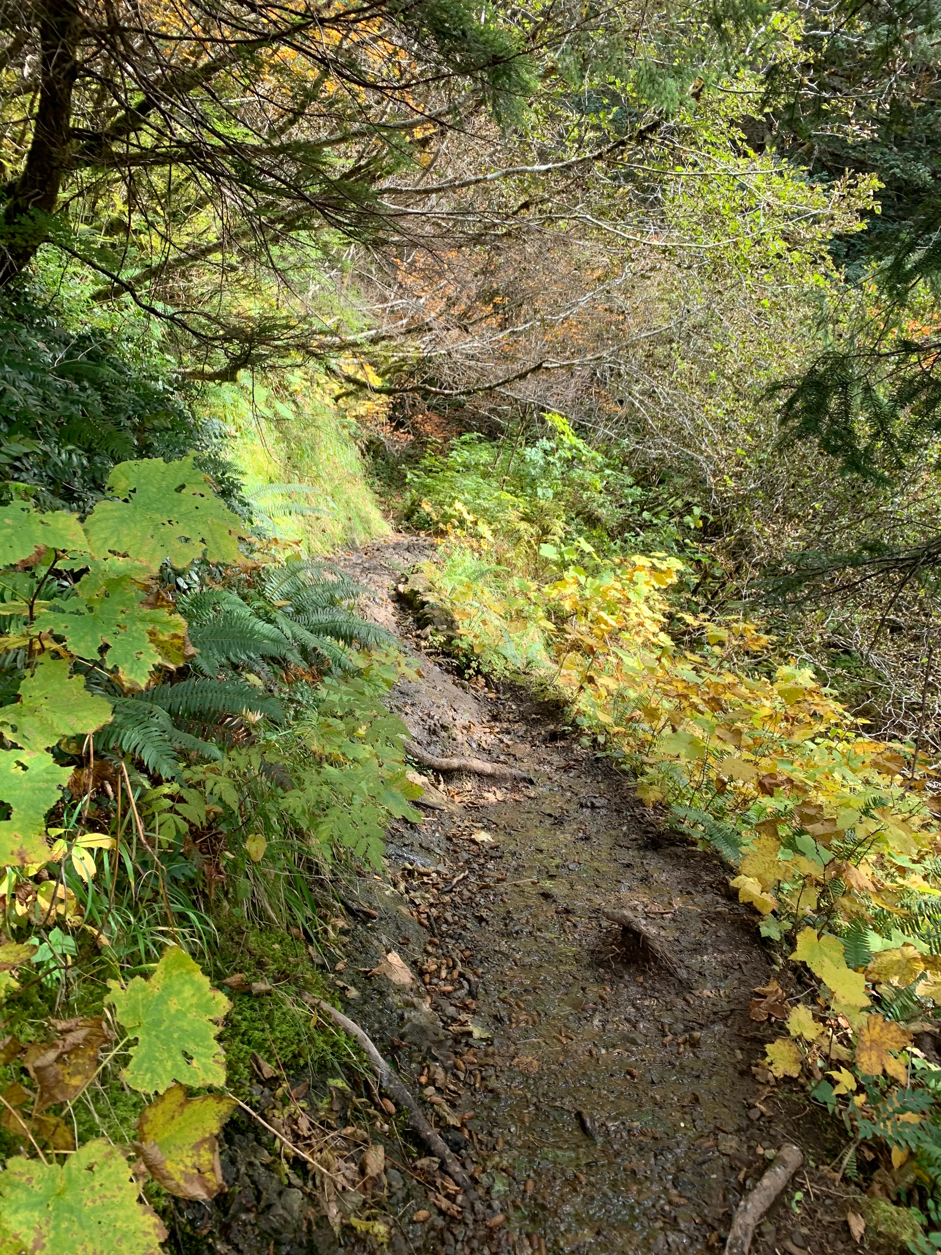 Saddle Mountain Trail