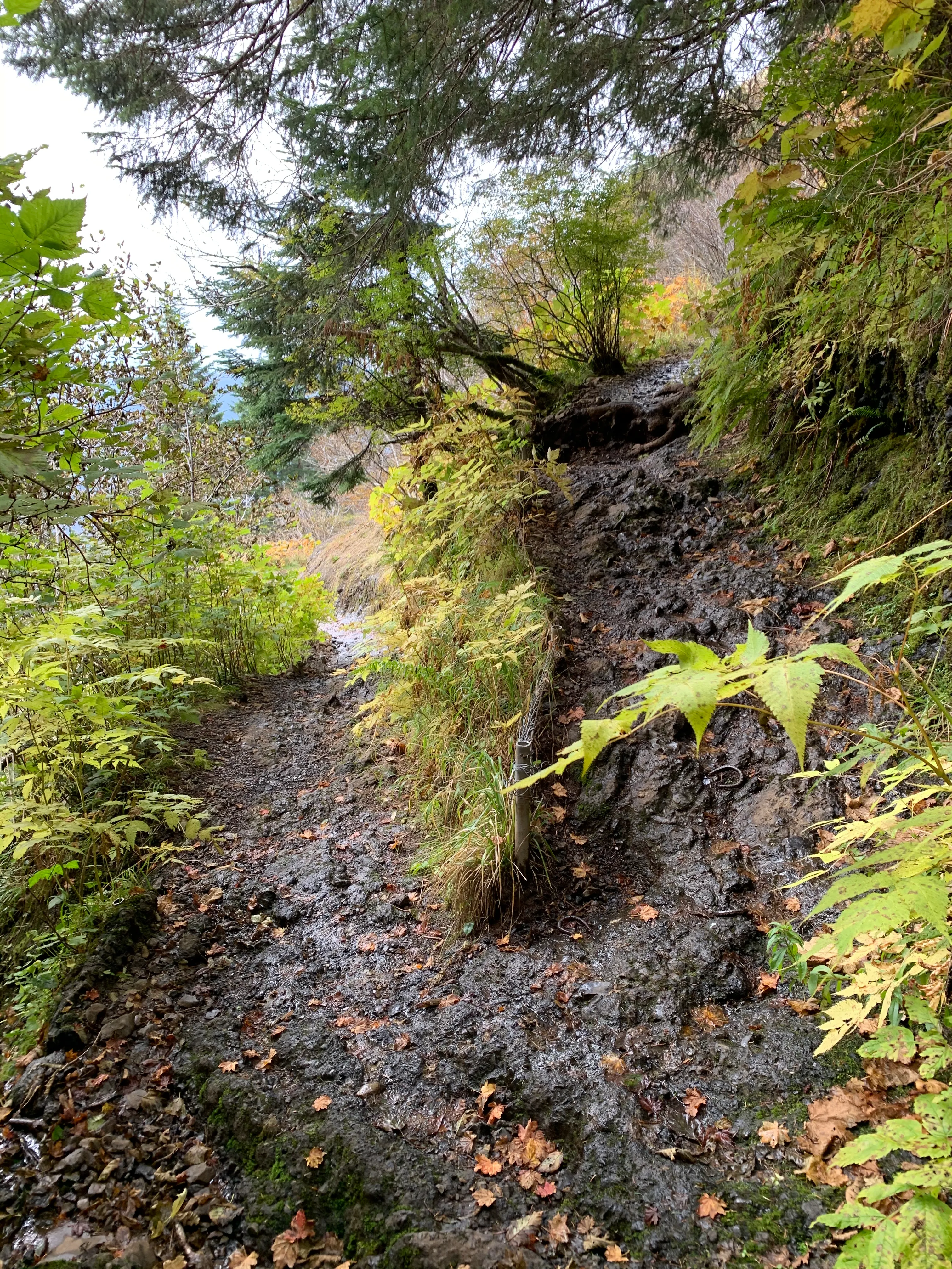 Saddle Mountain Trail