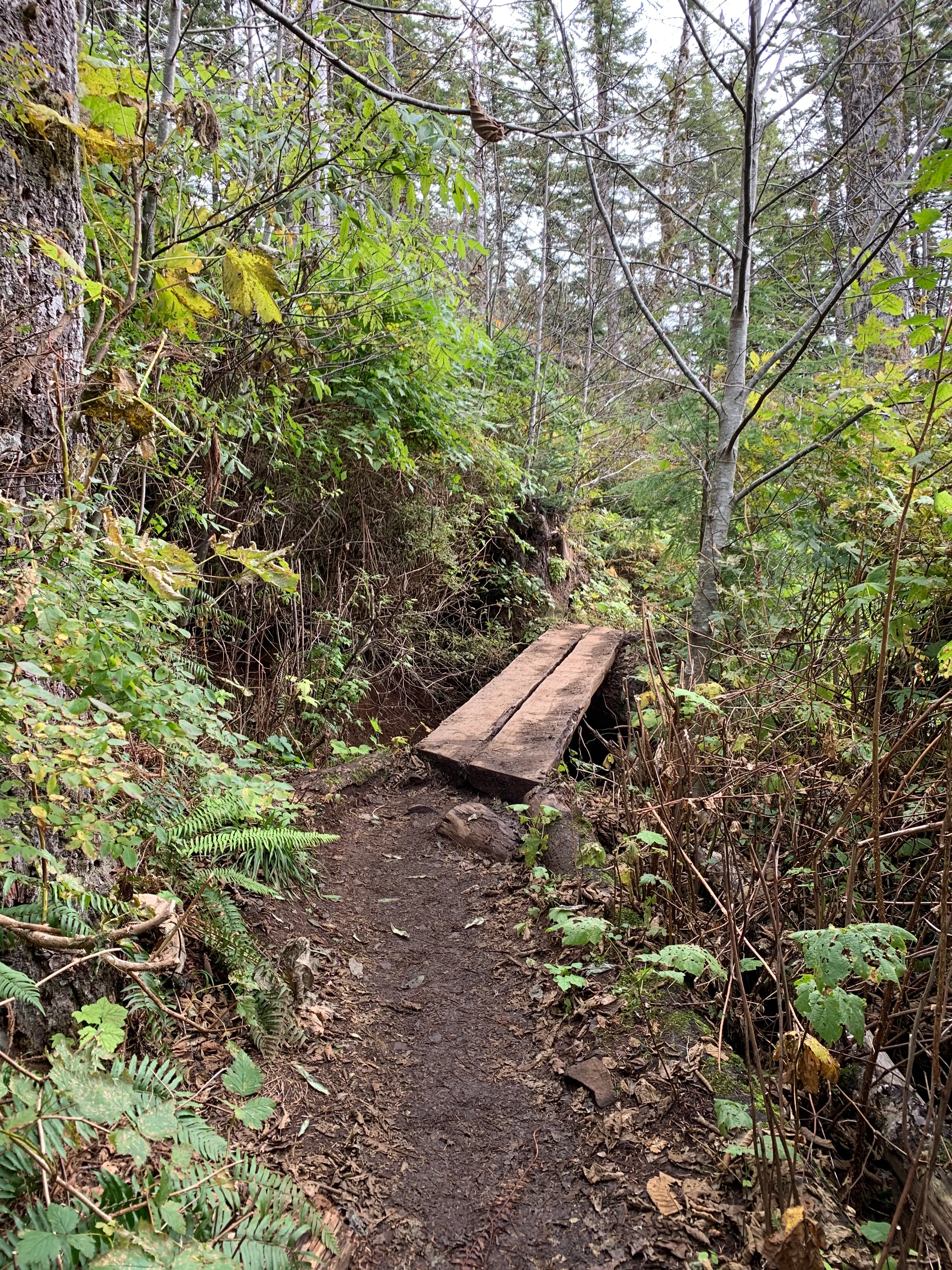 Saddle Mountain Trail