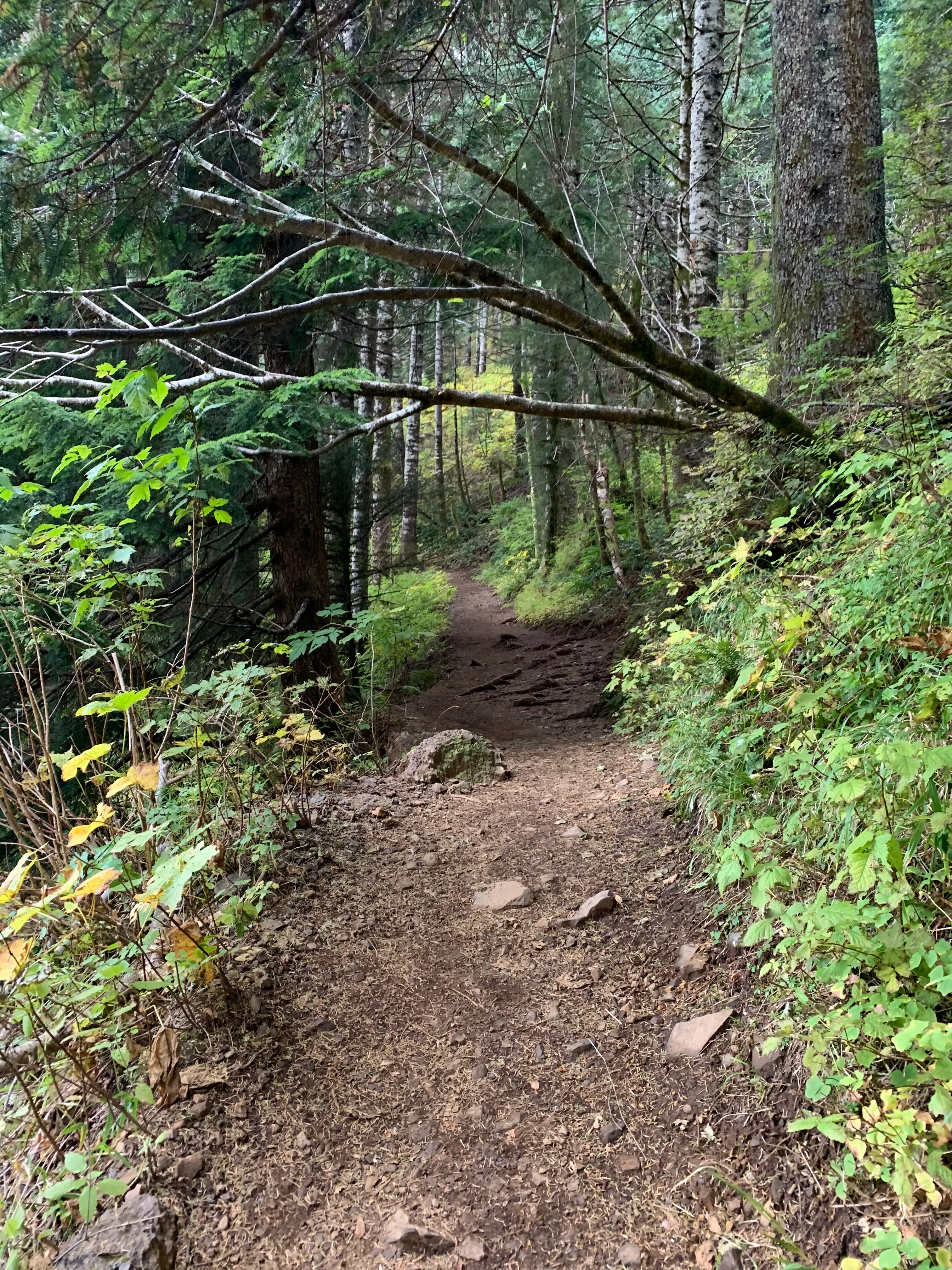 Saddle Mountain Trail