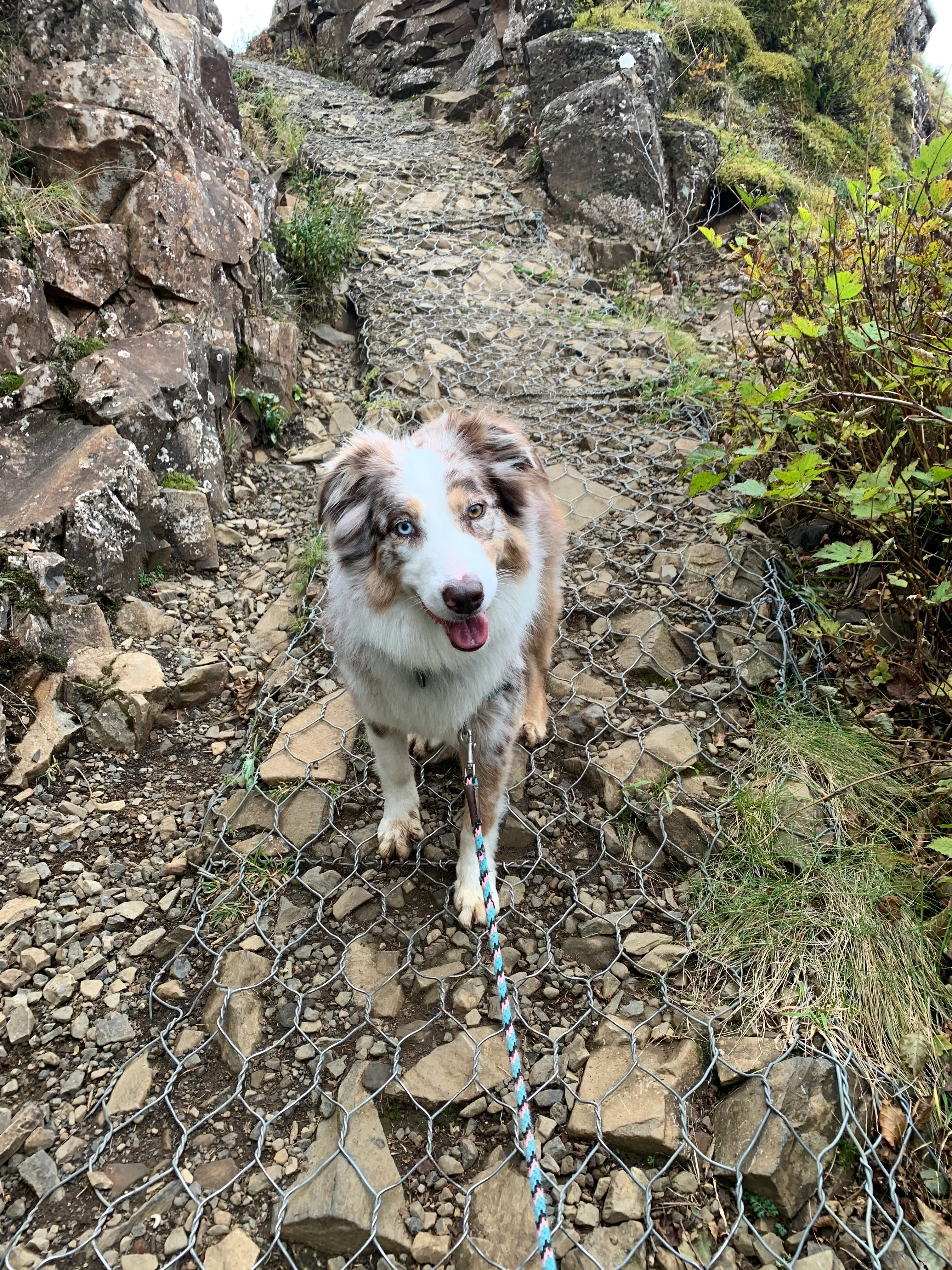 Saddle Mountain Trail