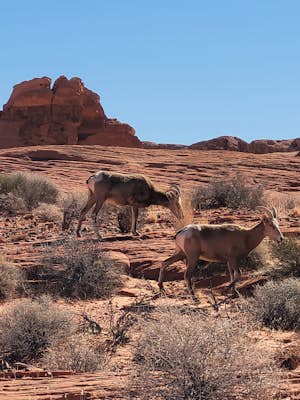 Hike the White Domes Trail in Valley of Fire State Park 