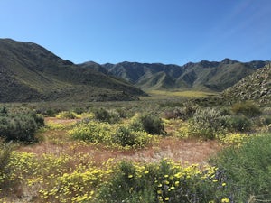 Camping in Anza-Borrego State Park
