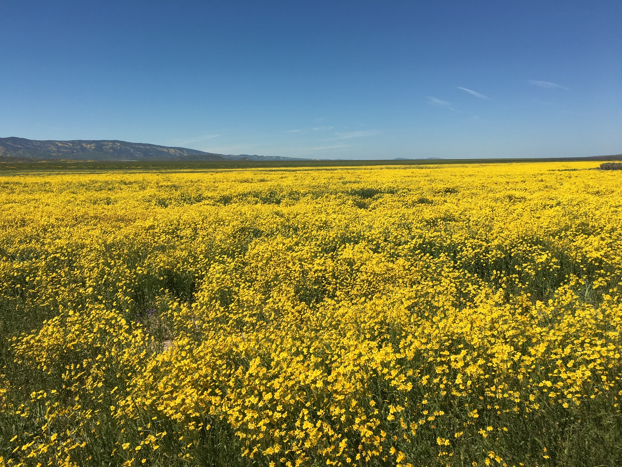 Photograph Wildflowers at Carrizo Plain National Monument