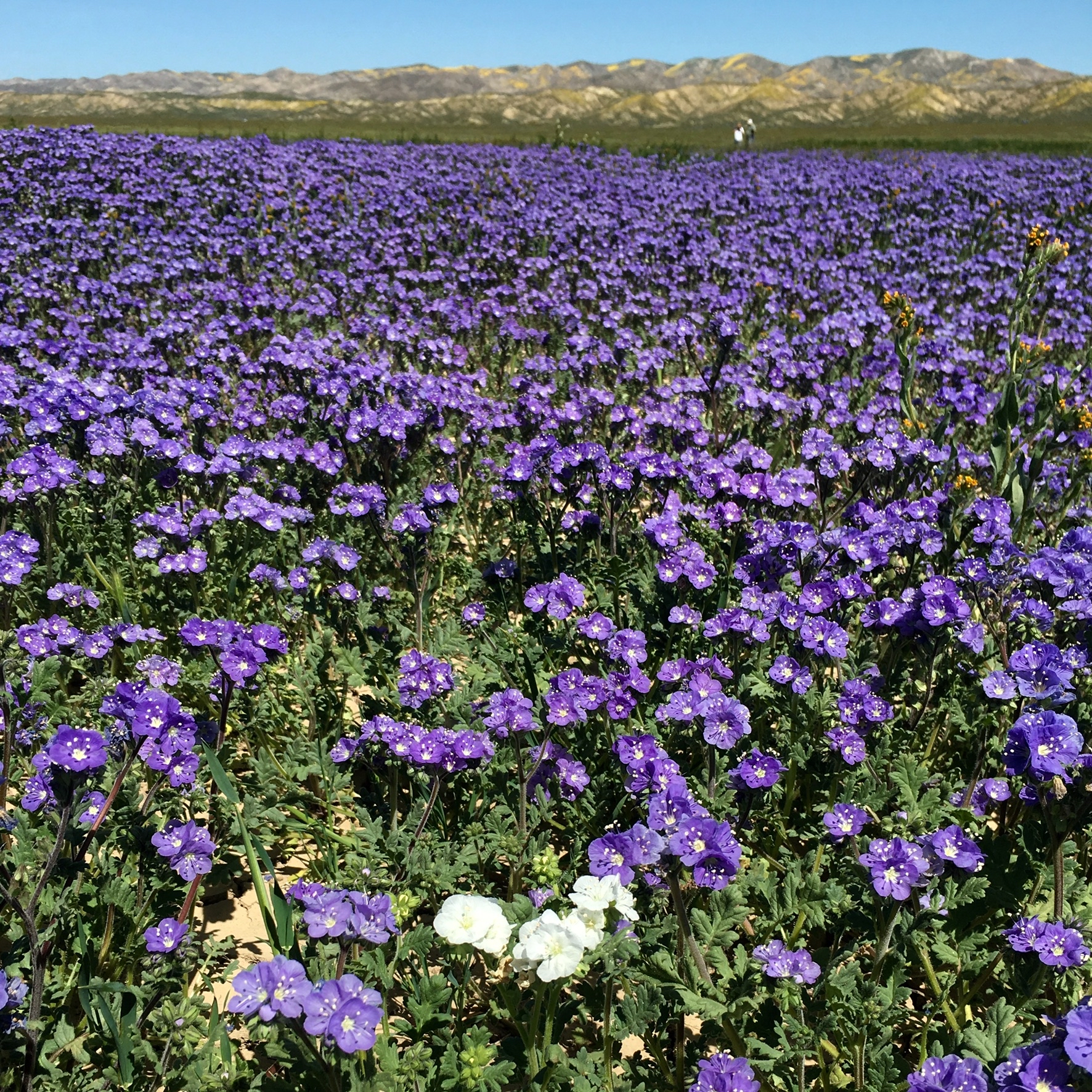 Photograph Wildflowers at Carrizo Plain National Monument