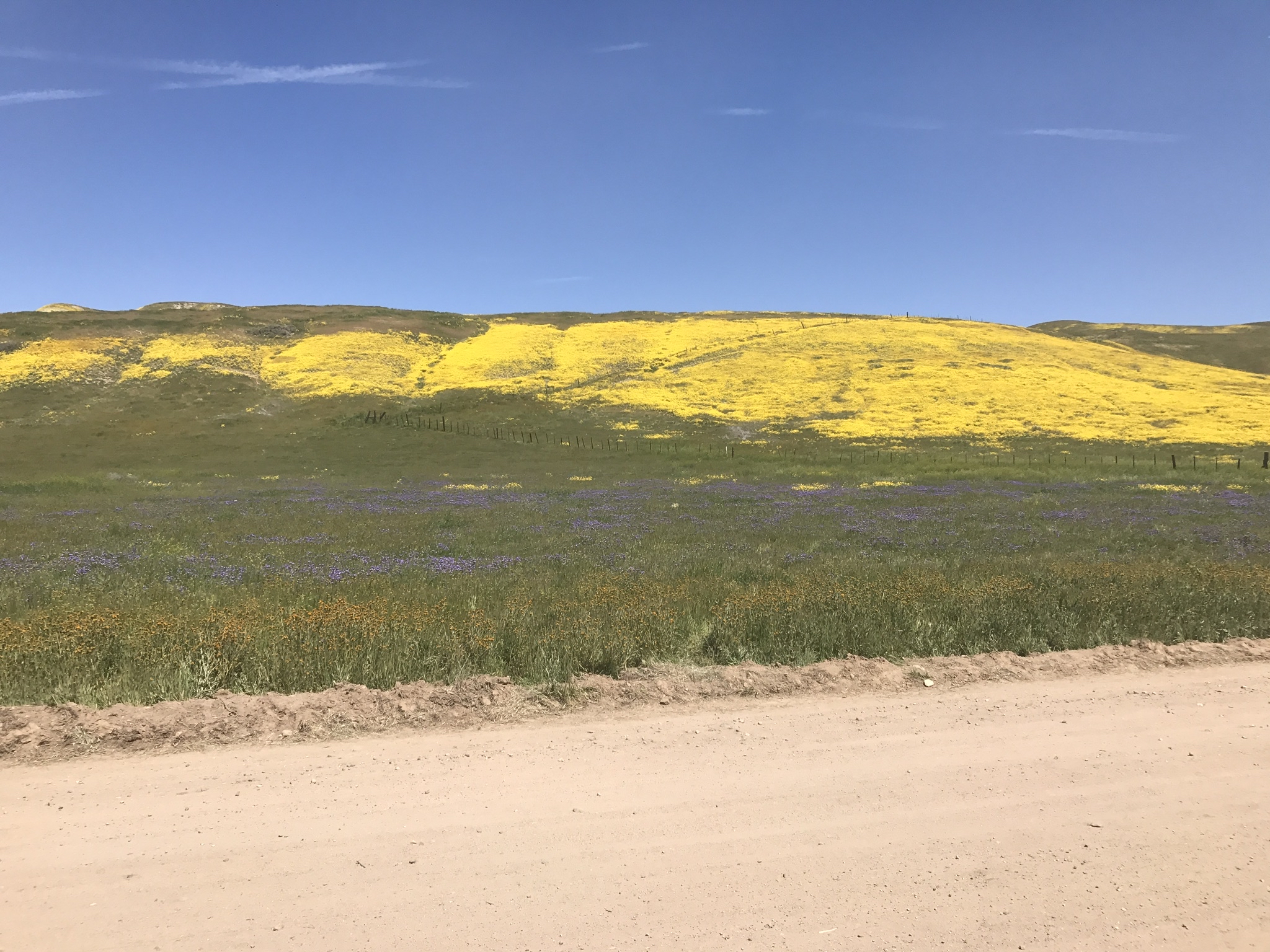 Photograph Wildflowers at Carrizo Plain National Monument