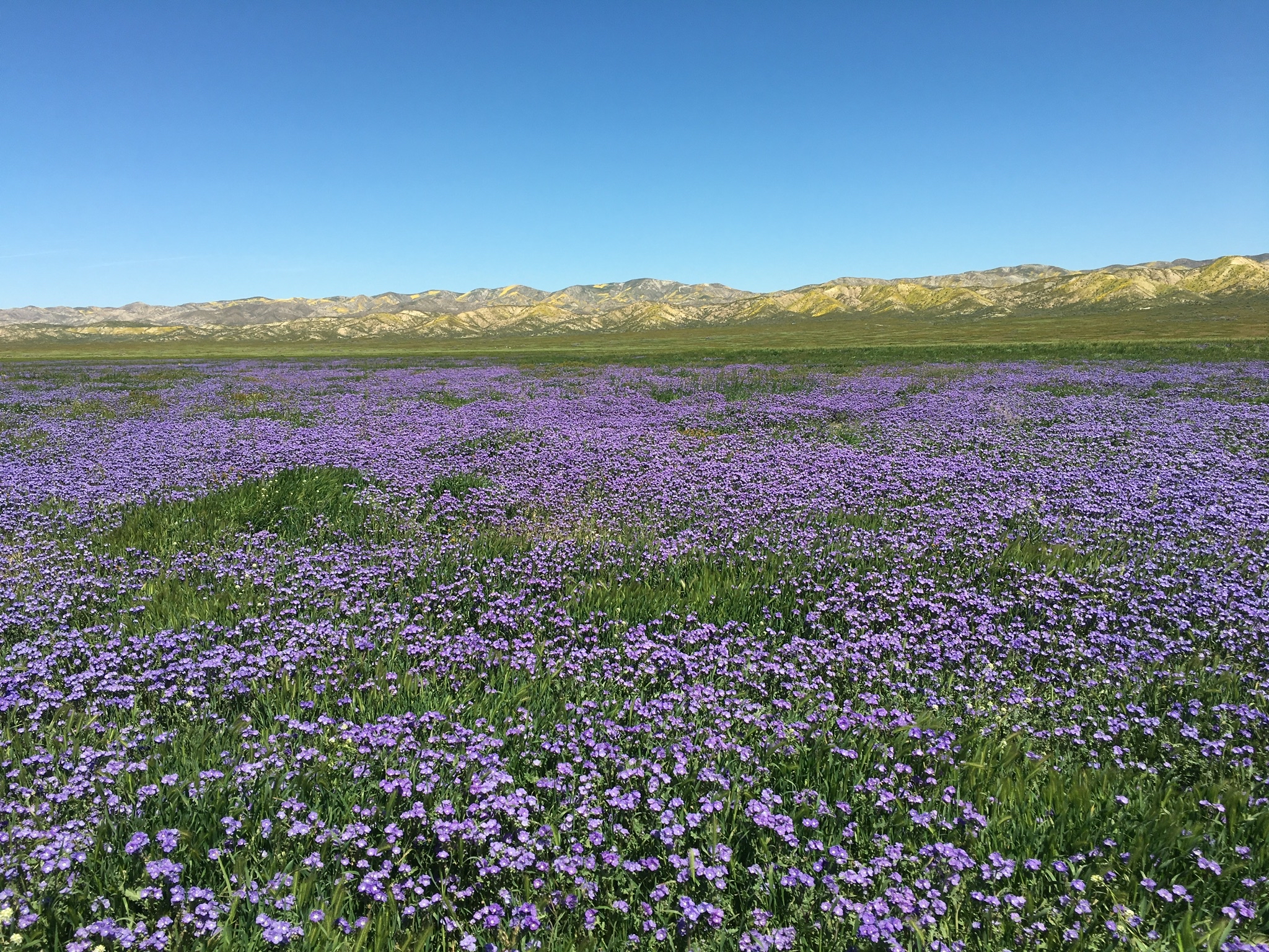 Photograph Wildflowers at Carrizo Plain National Monument