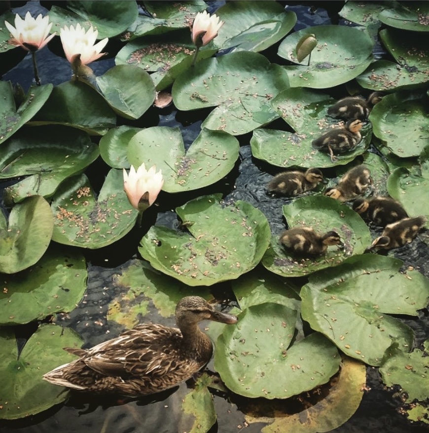 Echo Park Lake