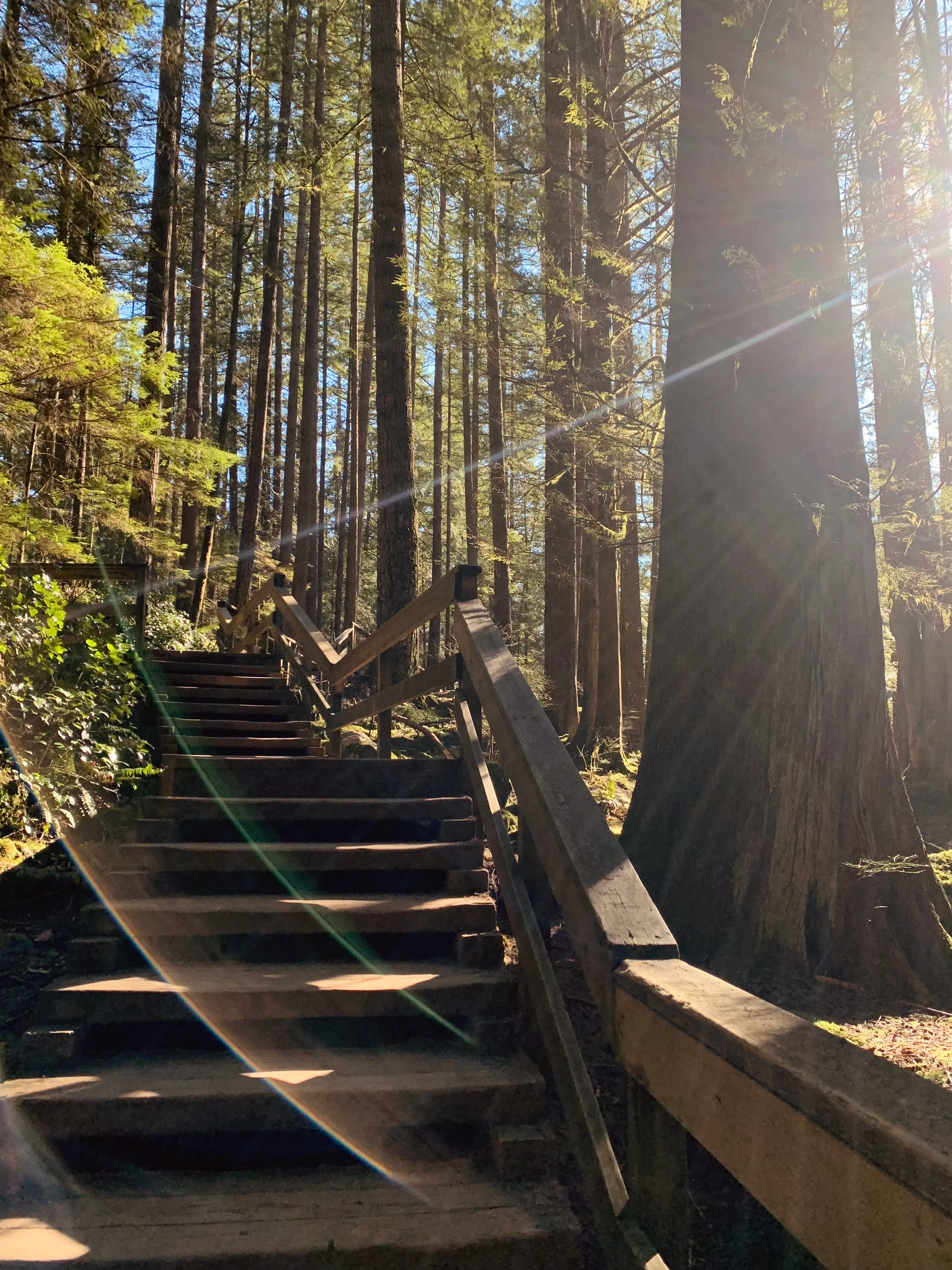 Hike the Lynn Canyon Loop
