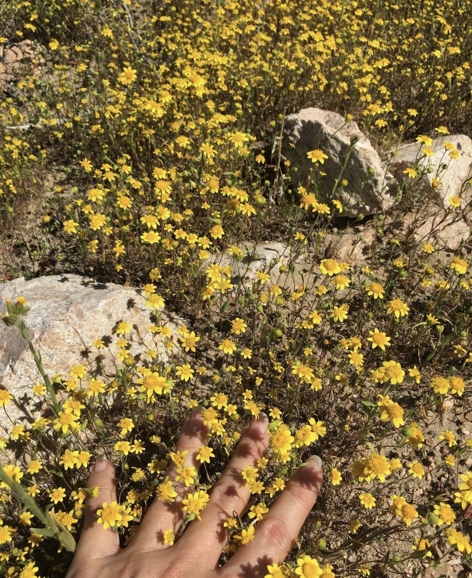 Photograph Wildflowers at Carrizo Plain National Monument