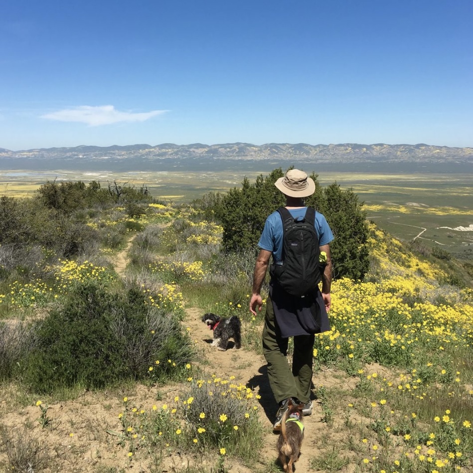 Photograph Wildflowers at Carrizo Plain National Monument