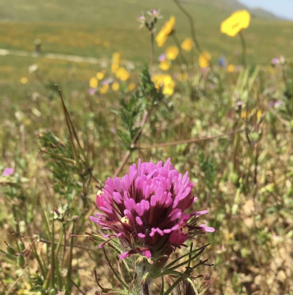 Photograph Wildflowers at Carrizo Plain National Monument
