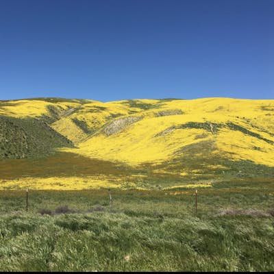Photograph Wildflowers at Carrizo Plain National Monument