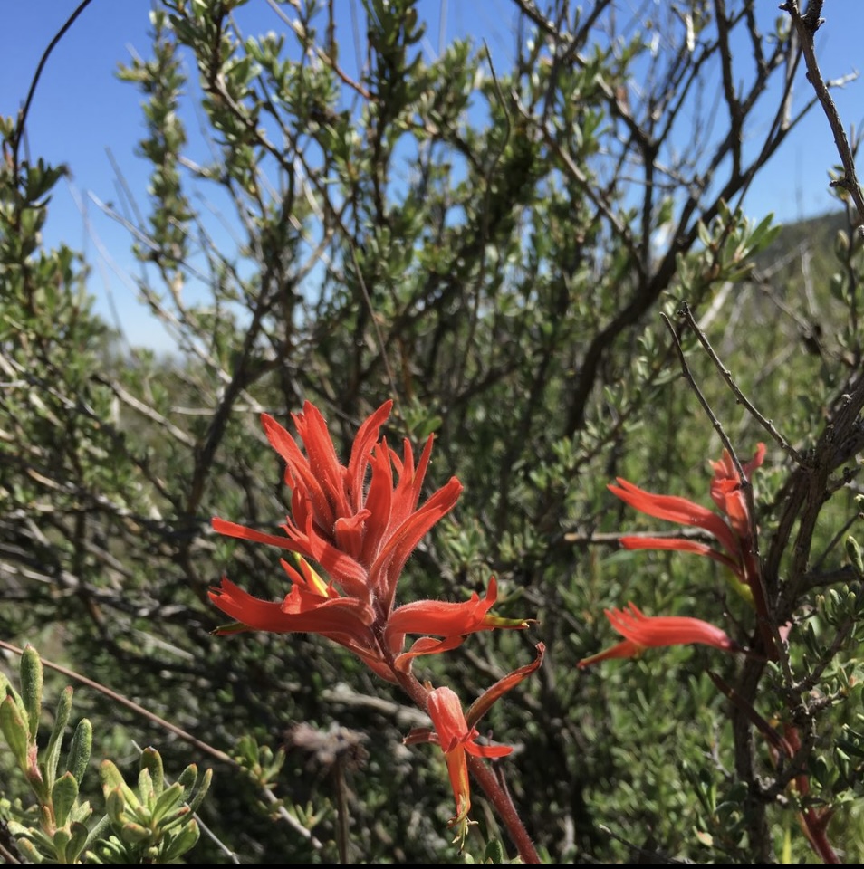 Photograph Wildflowers at Carrizo Plain National Monument