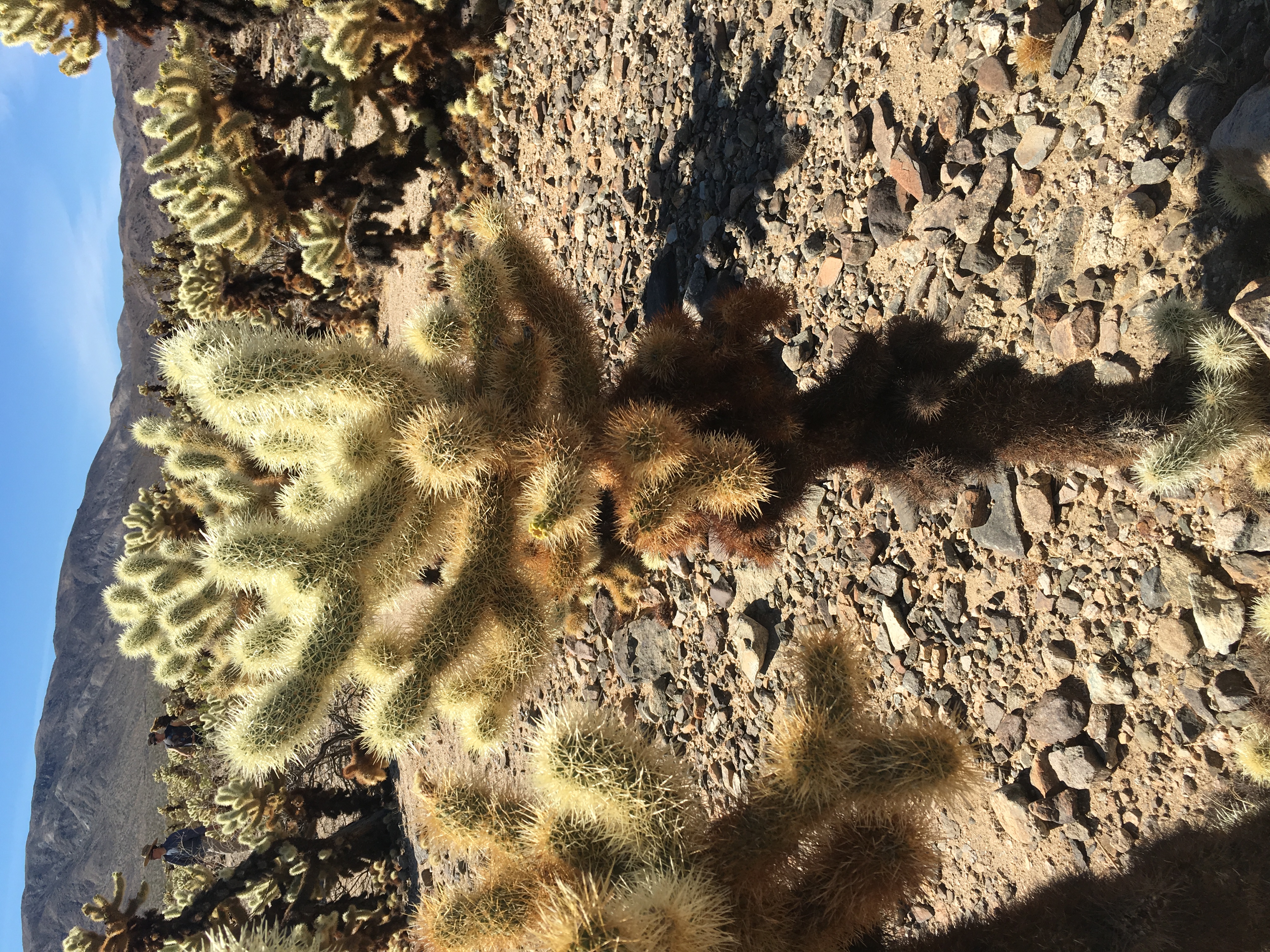 Camp at Joshua Tree's White Tank Campground