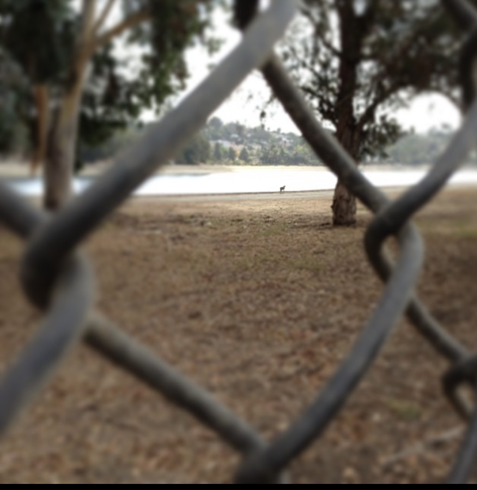 Silver Lake Reservoir Trail