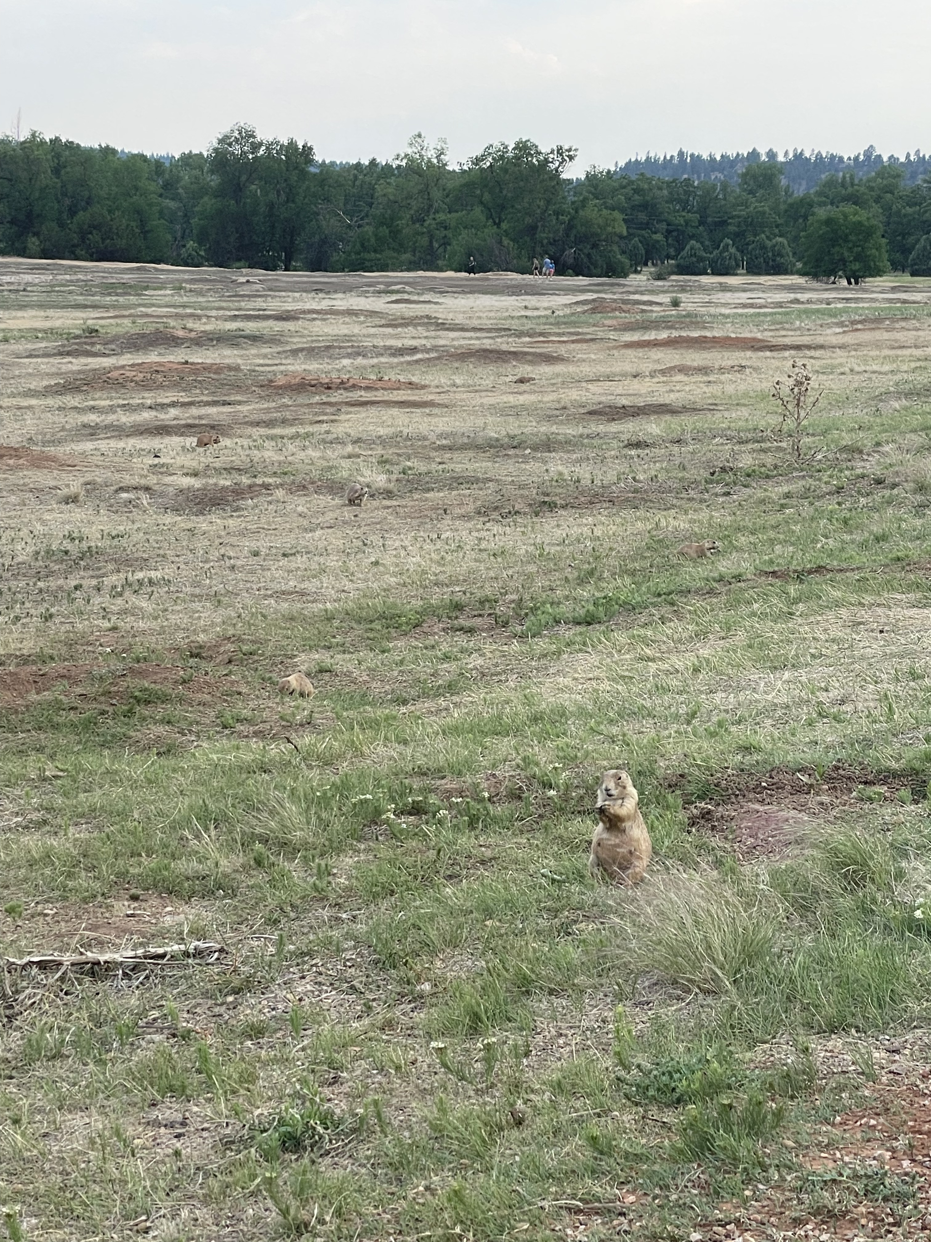 Devil's Tower Trail