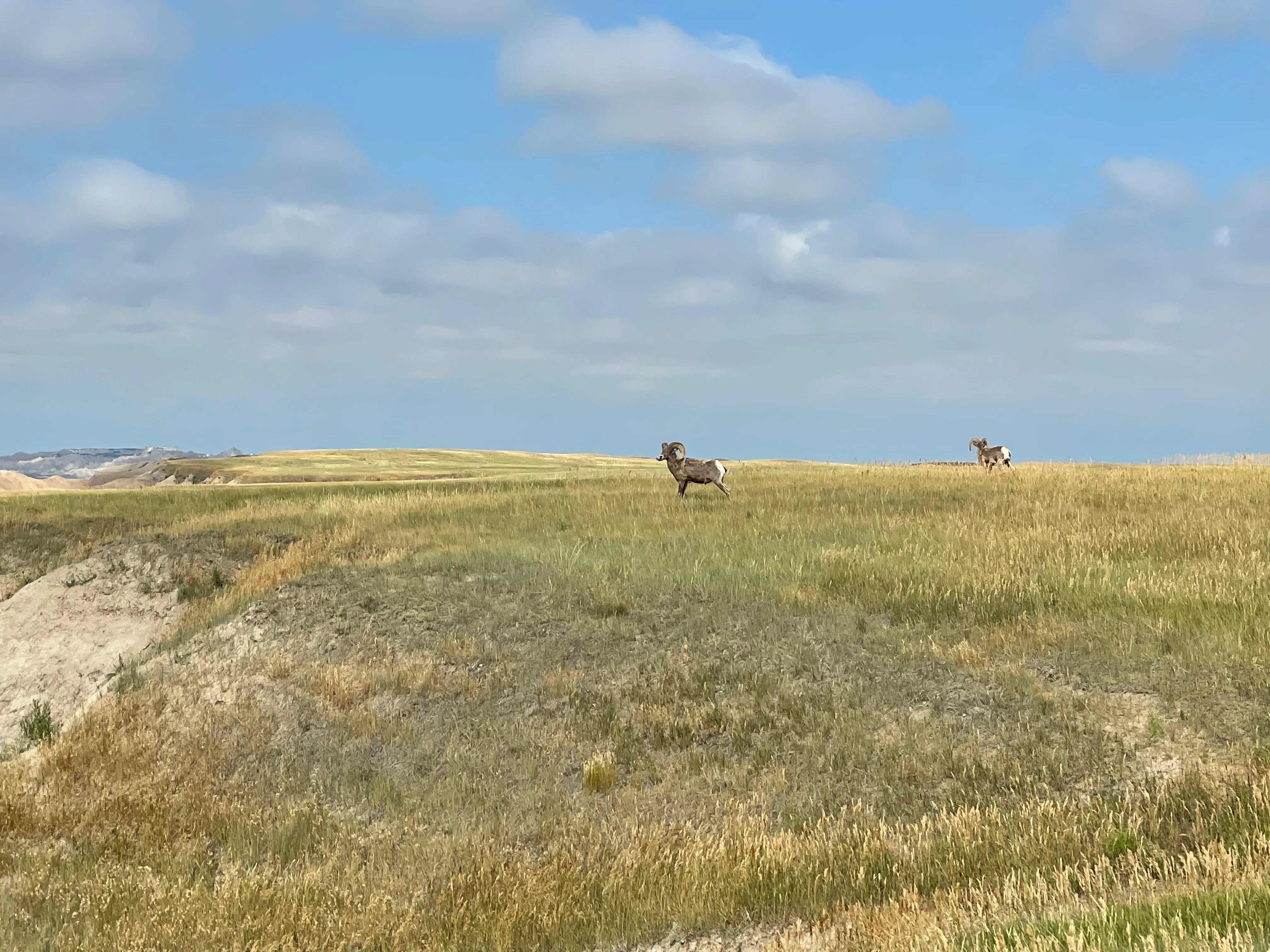 Drive the Sage Creek Rim Road